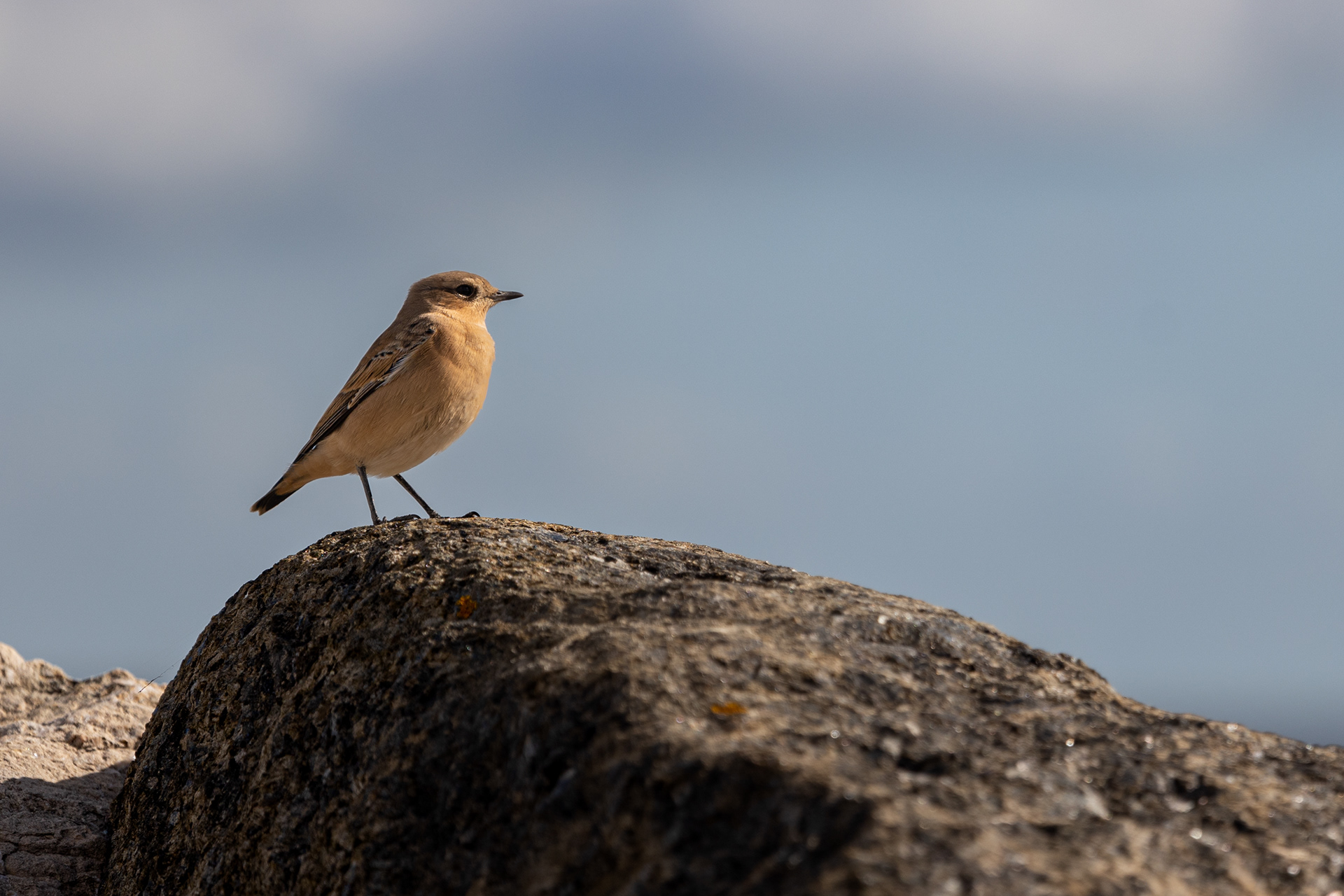 Northern Wheatear