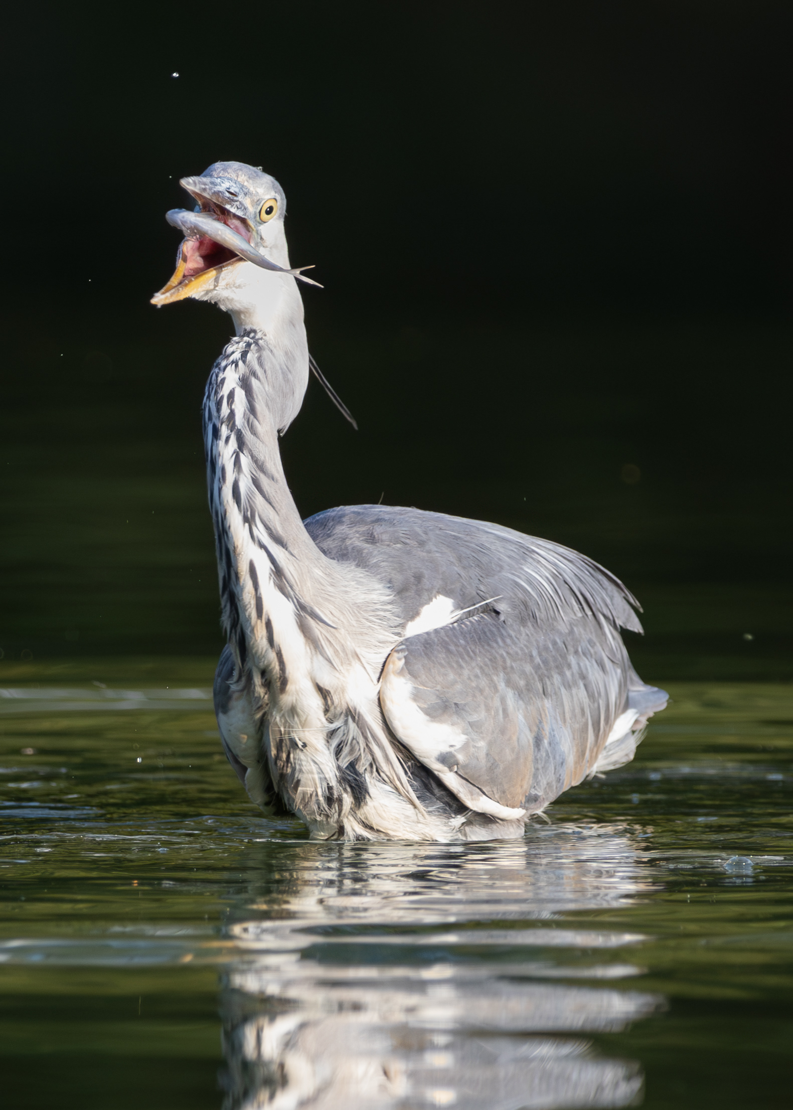 Feeding Heron