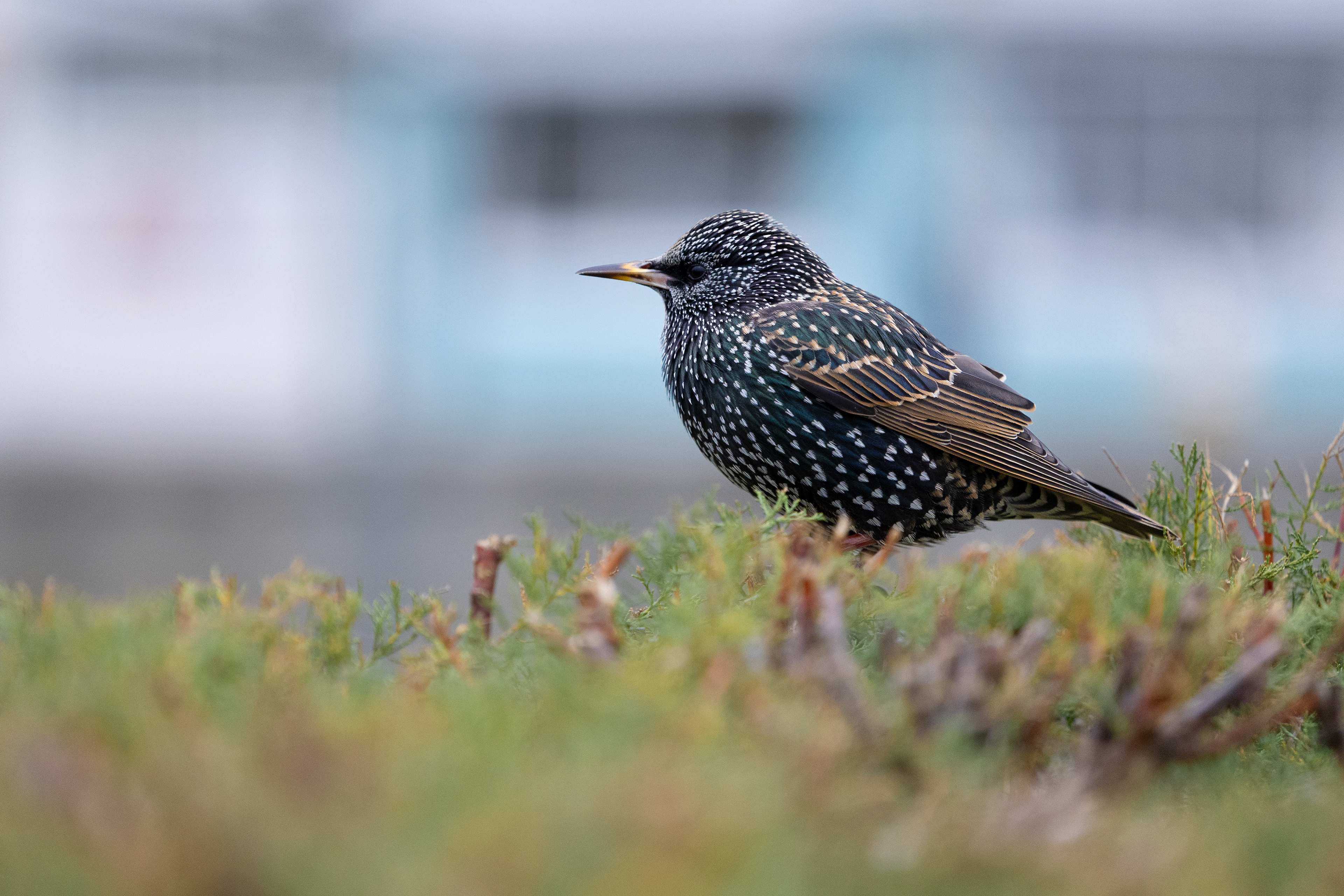 Starling