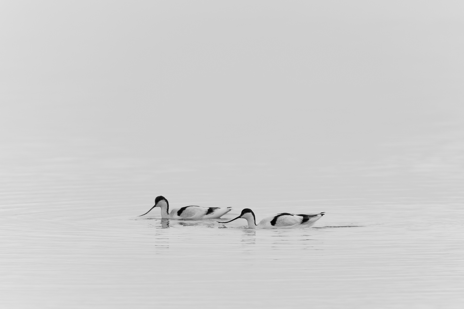Avocet Minimalism Woodbridge