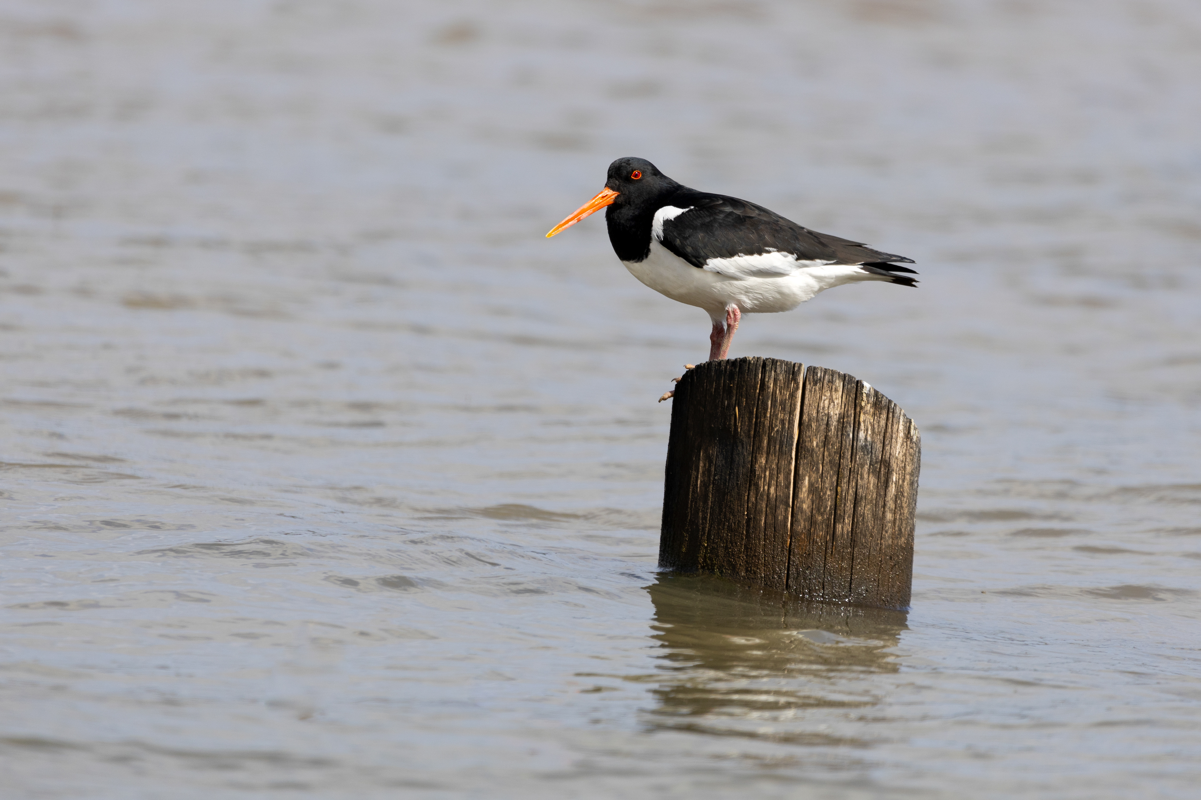 Oystercatcher on a post
