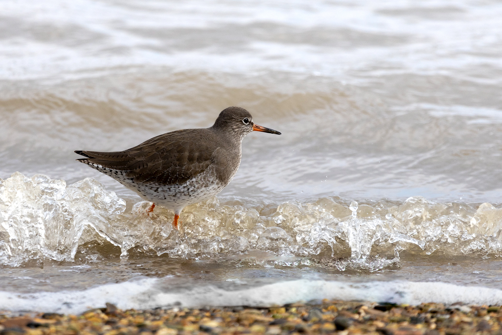 Redshank Jumping Waves