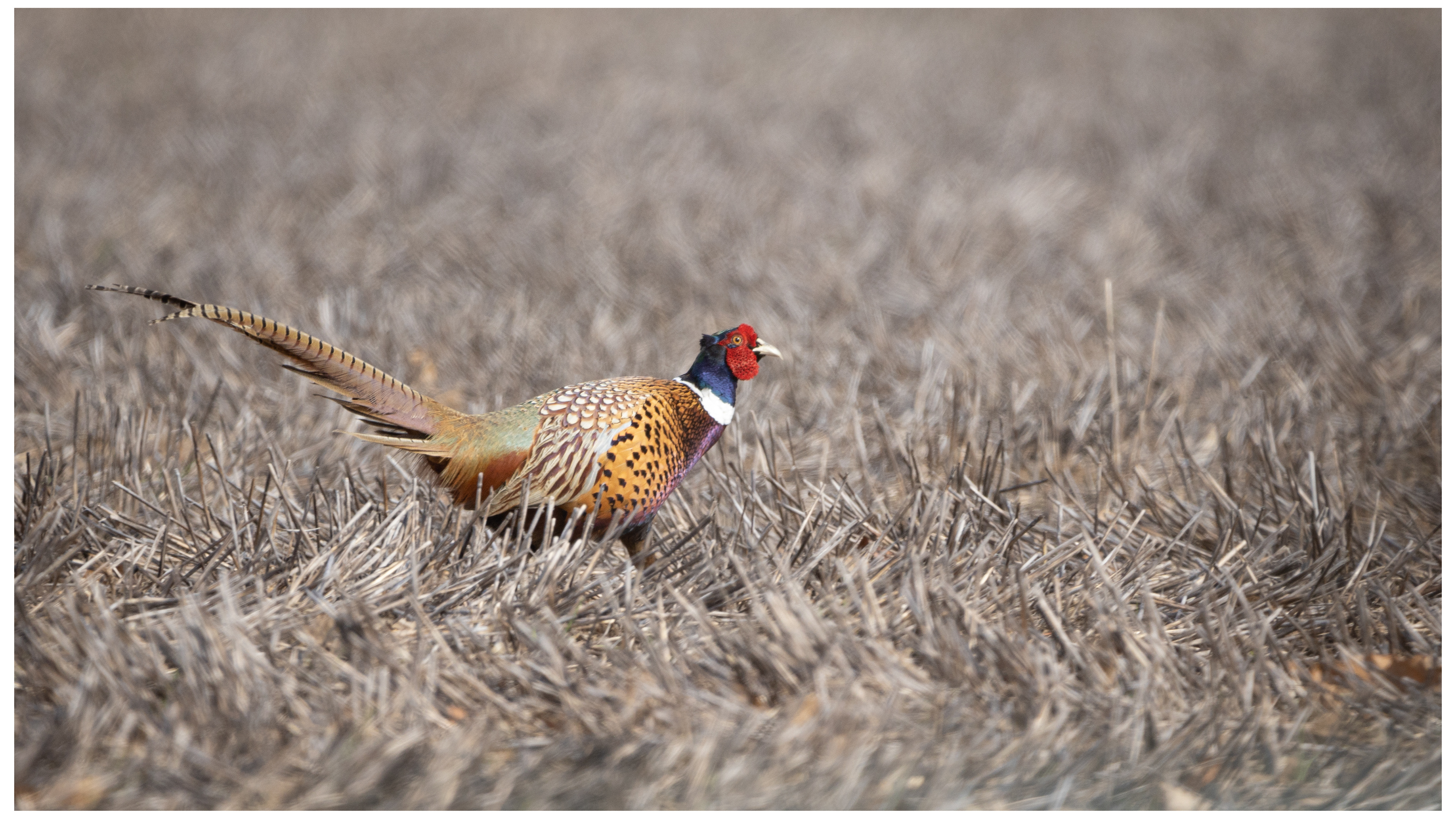Pheasant