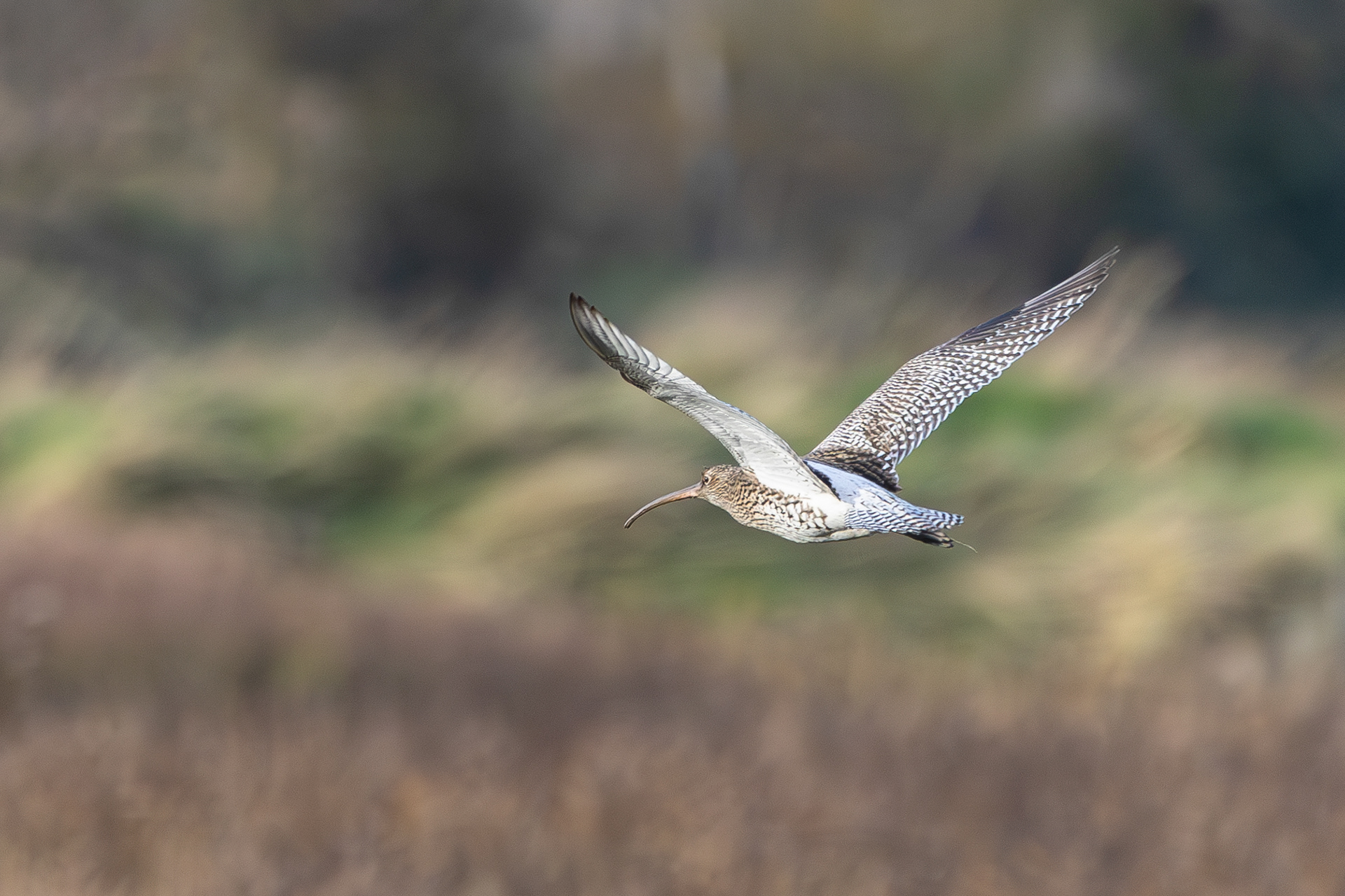 Curlew In Flight Waldringfield