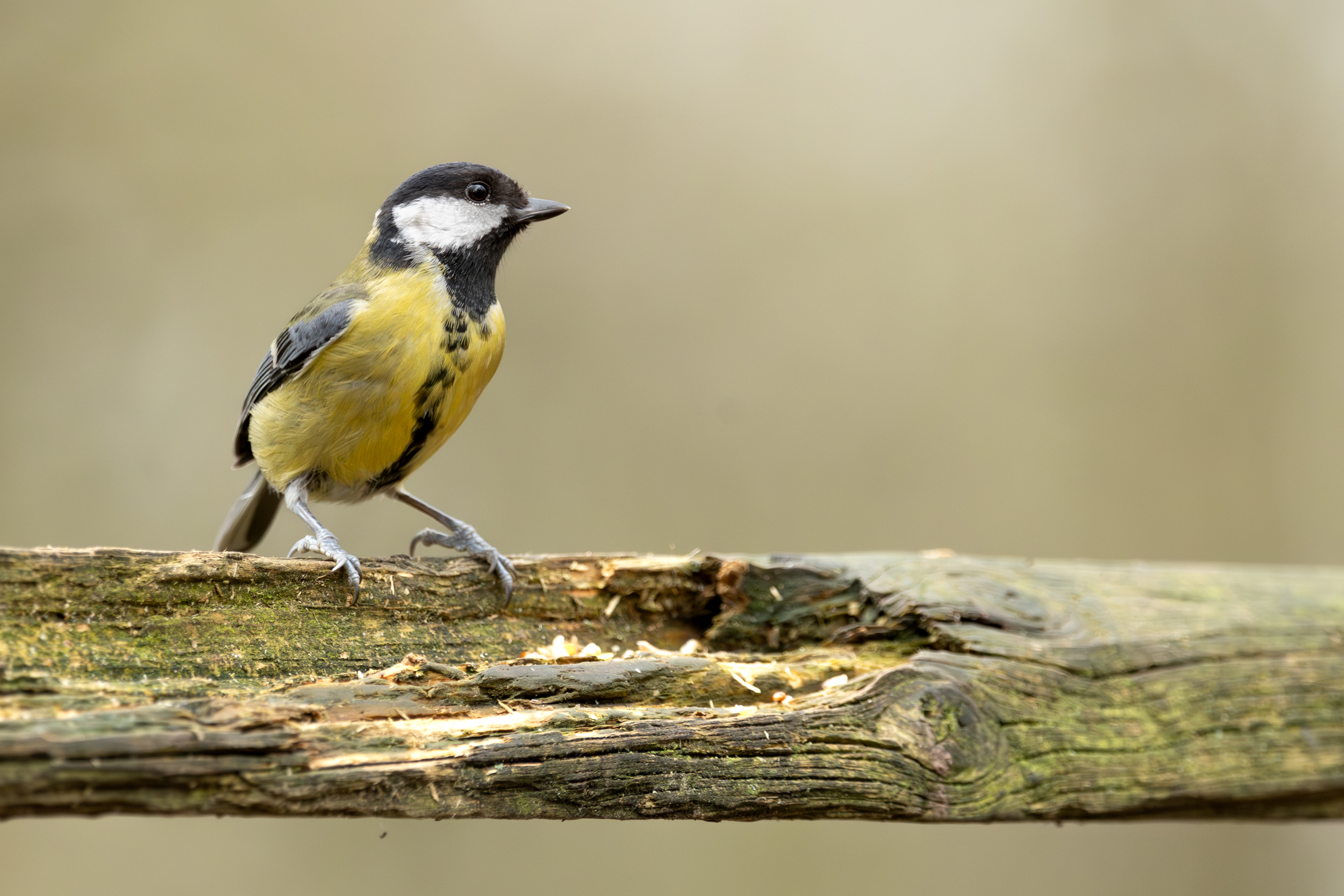 Great Tit