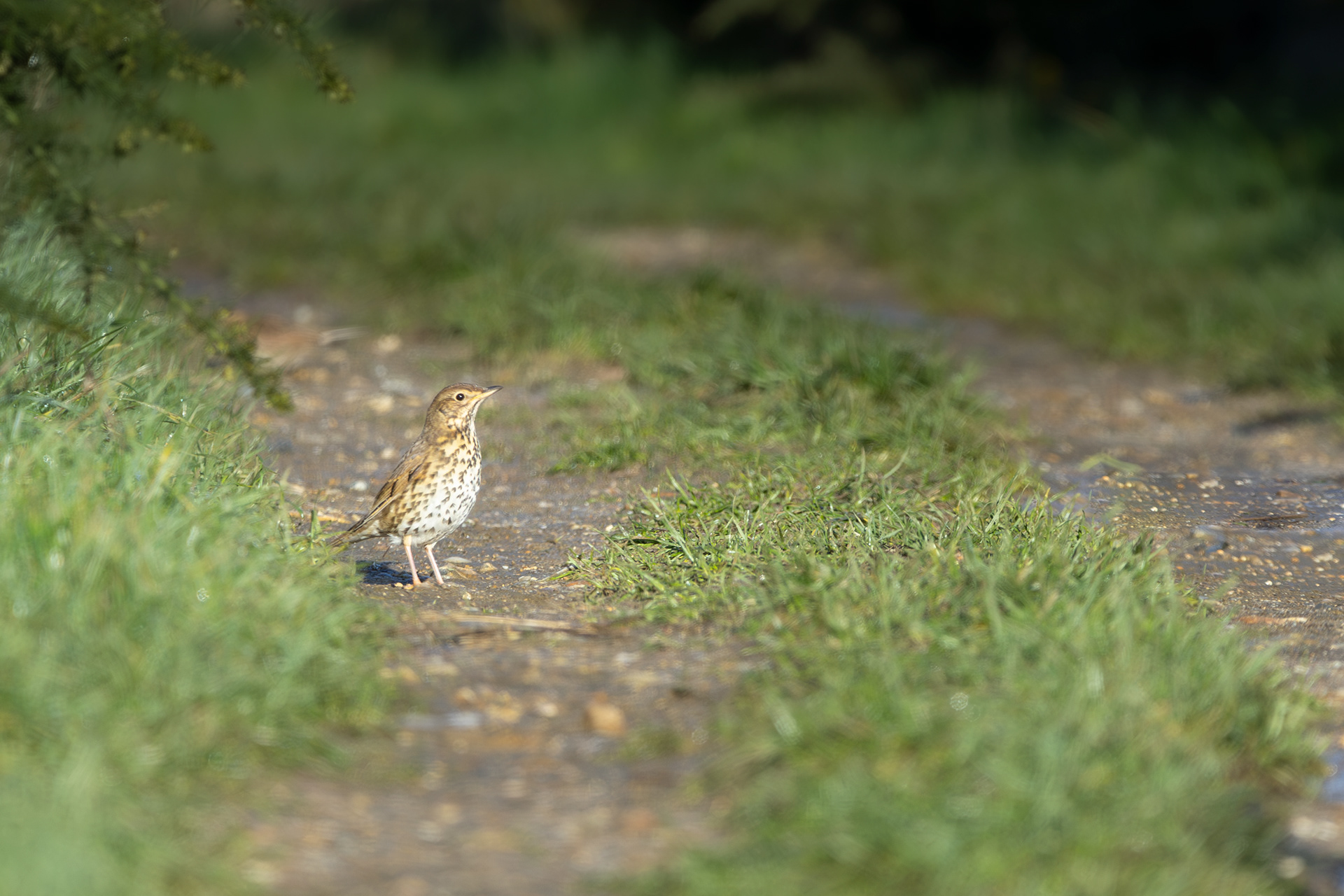 Songthrush
