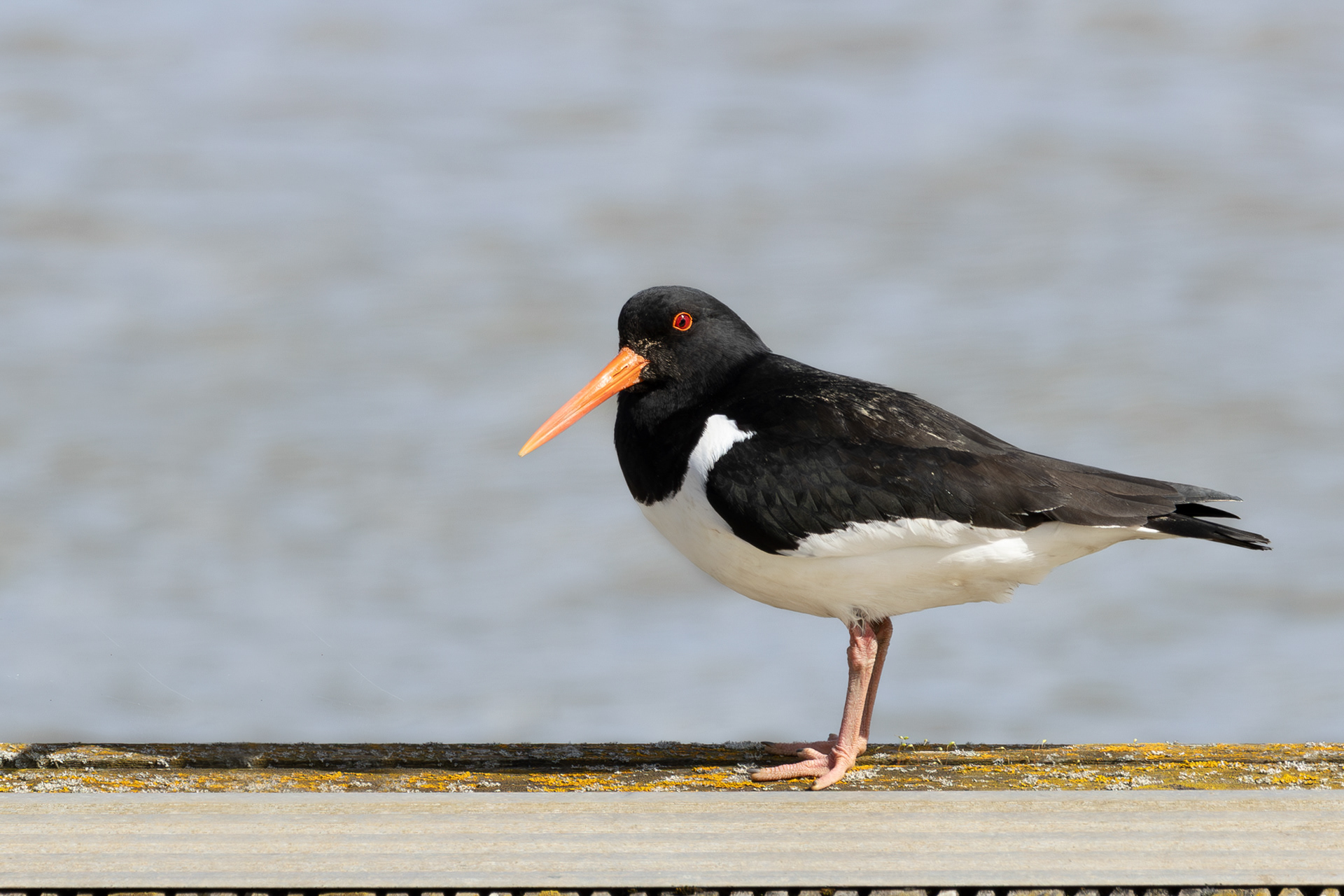 Oystercatcher portrait