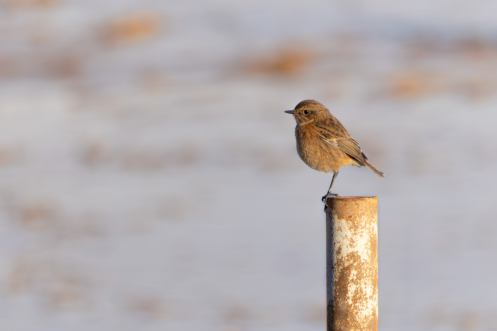 Stonechat Waldringfield