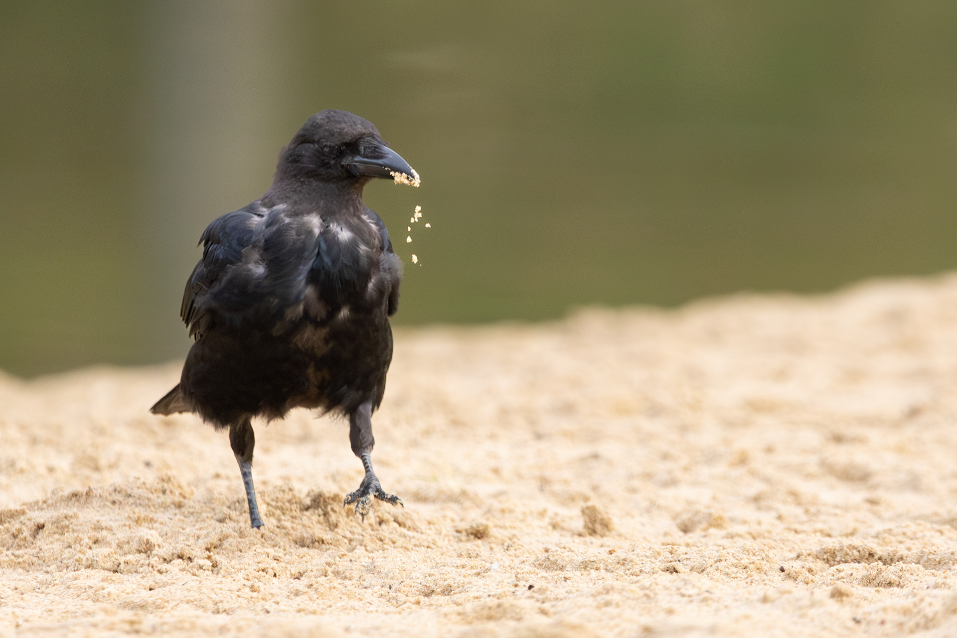 Crow On The Sand