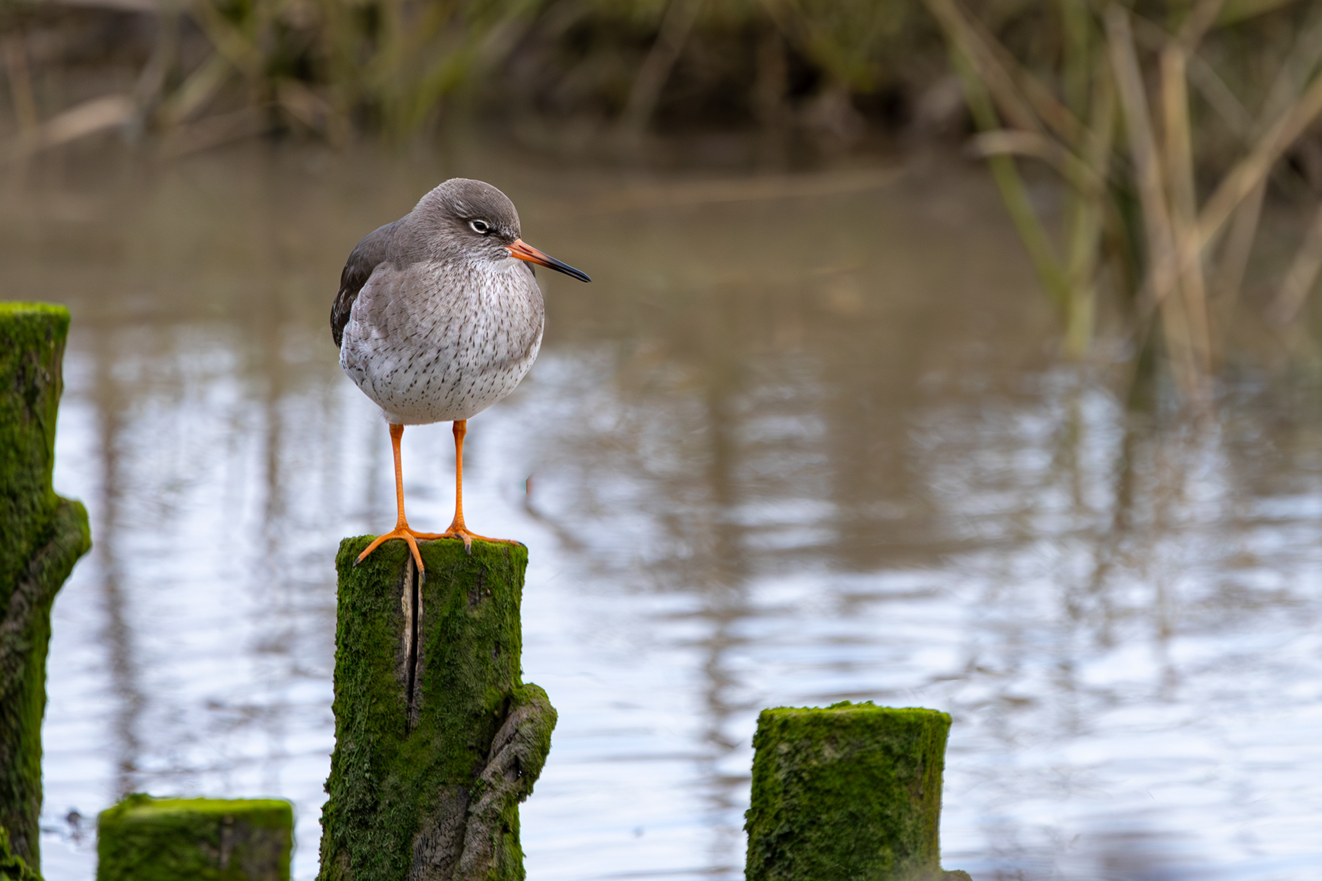 Redshank On A Post Waldringfield