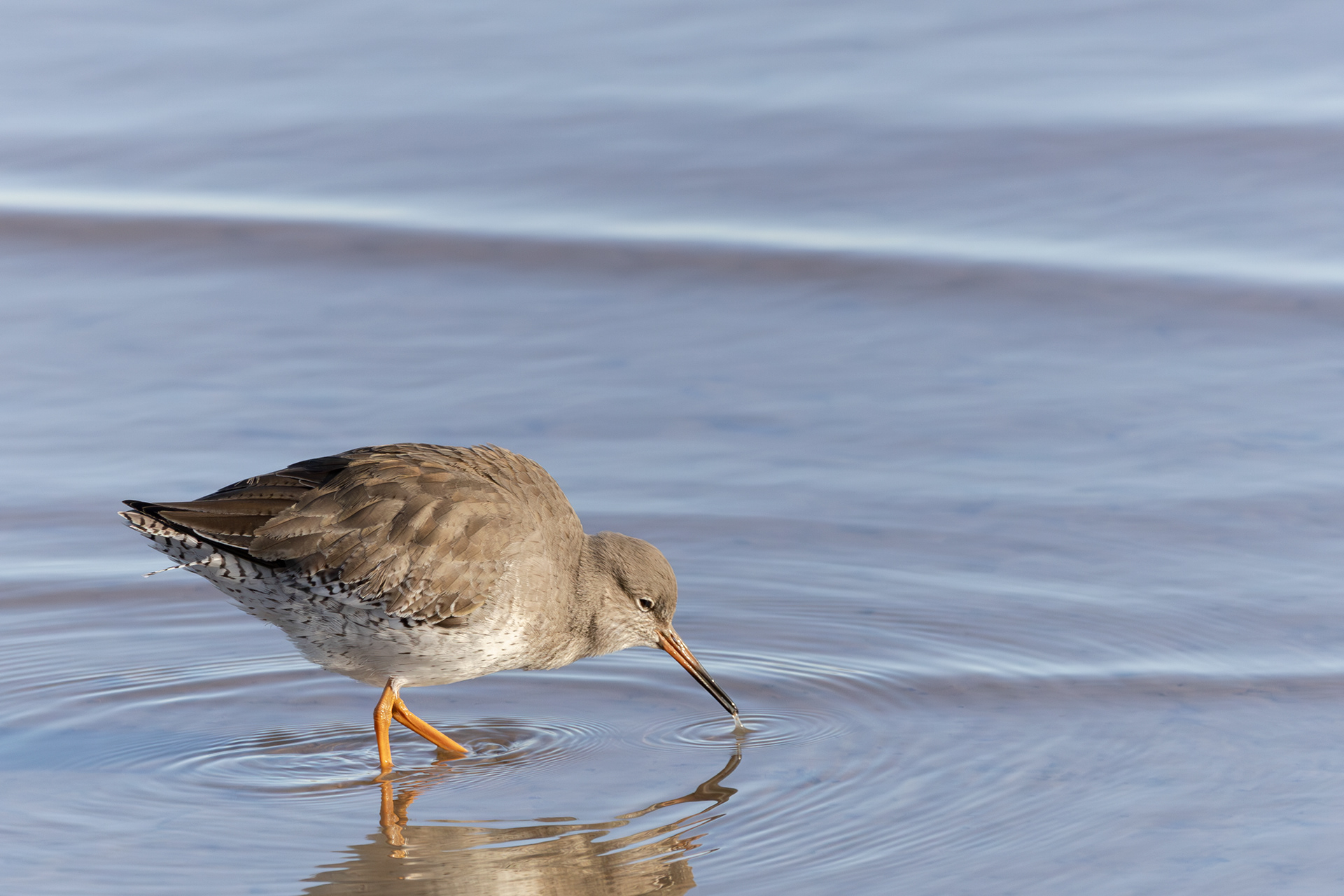 Redshank Waldringfield