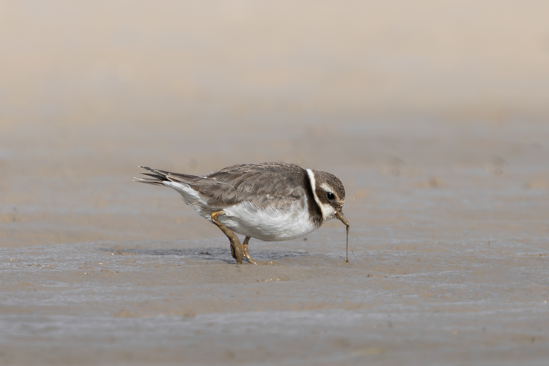 Ringed Plover Feeding