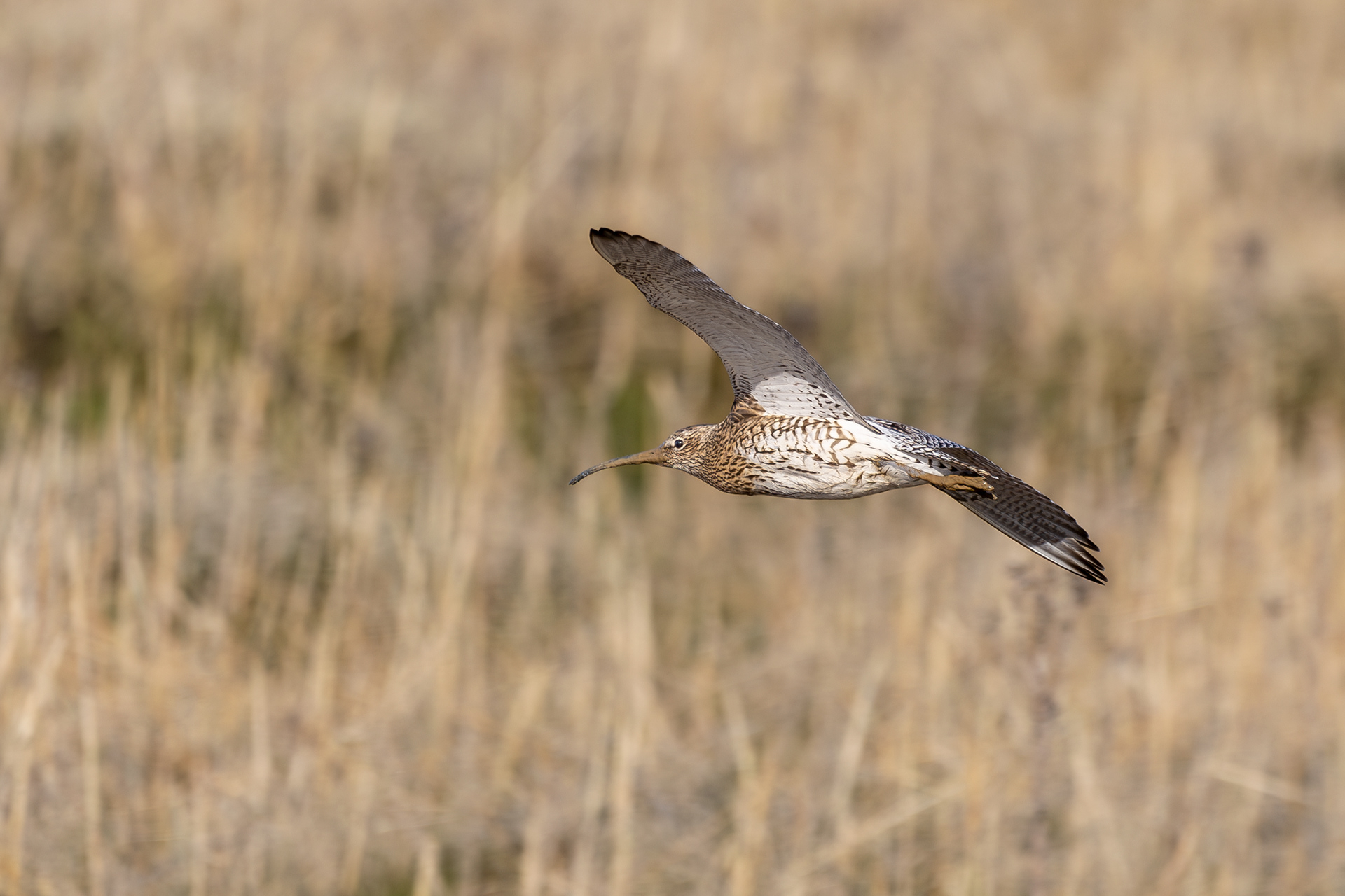 Curlew in Flight
