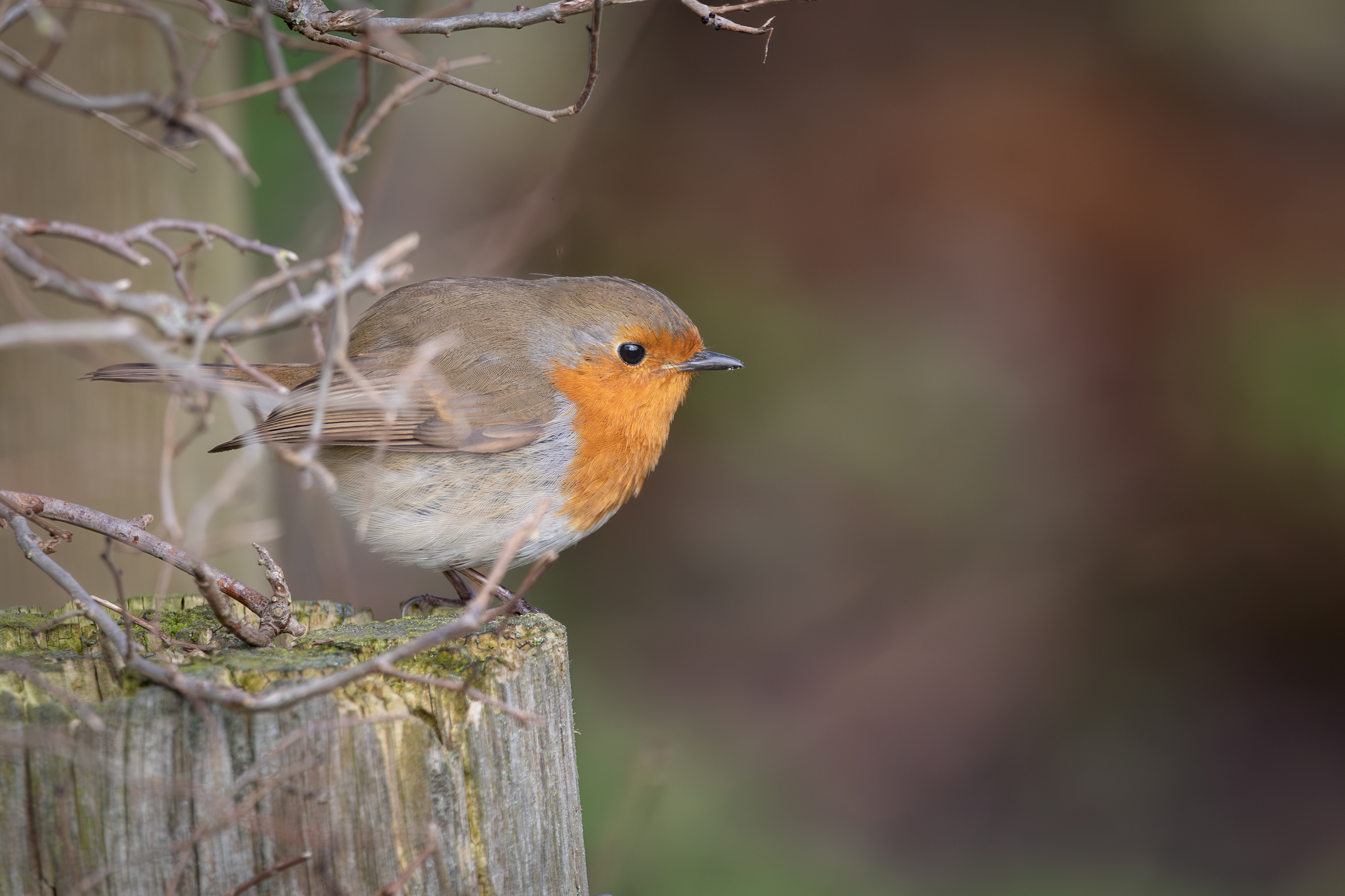 Robin popping out of a bush.