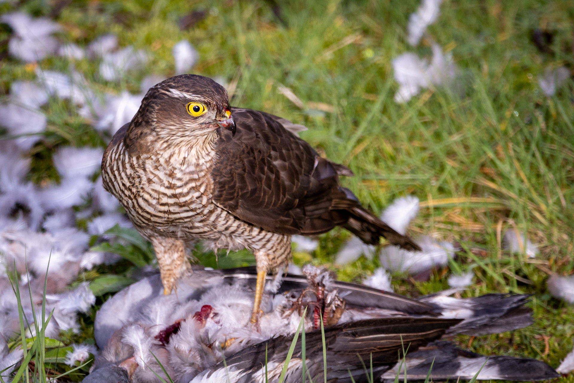 Sparrow Hawk Breakfast