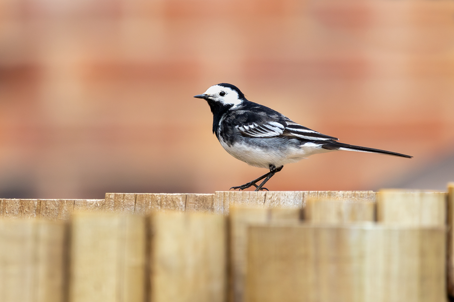 Pied Wagtail