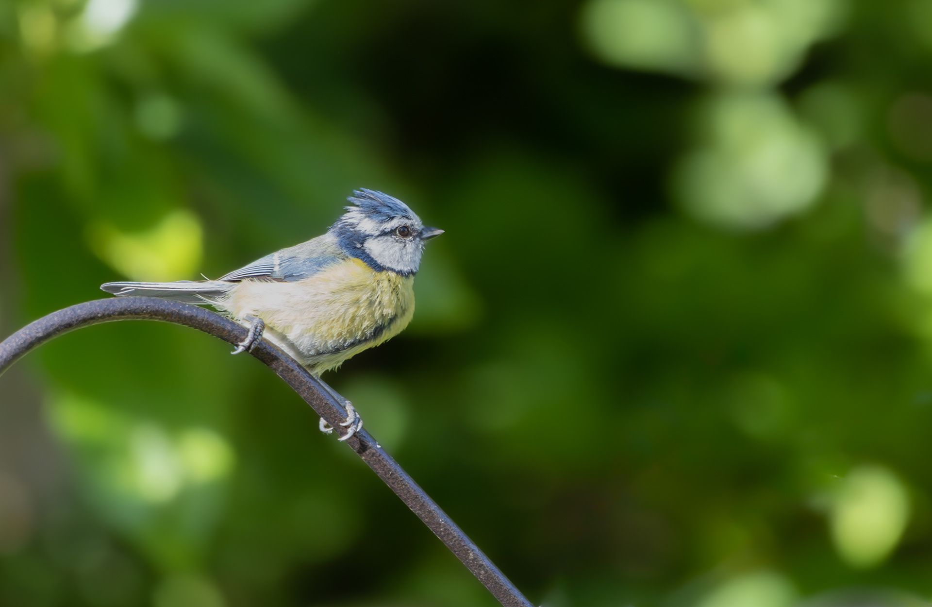 Blue Tit