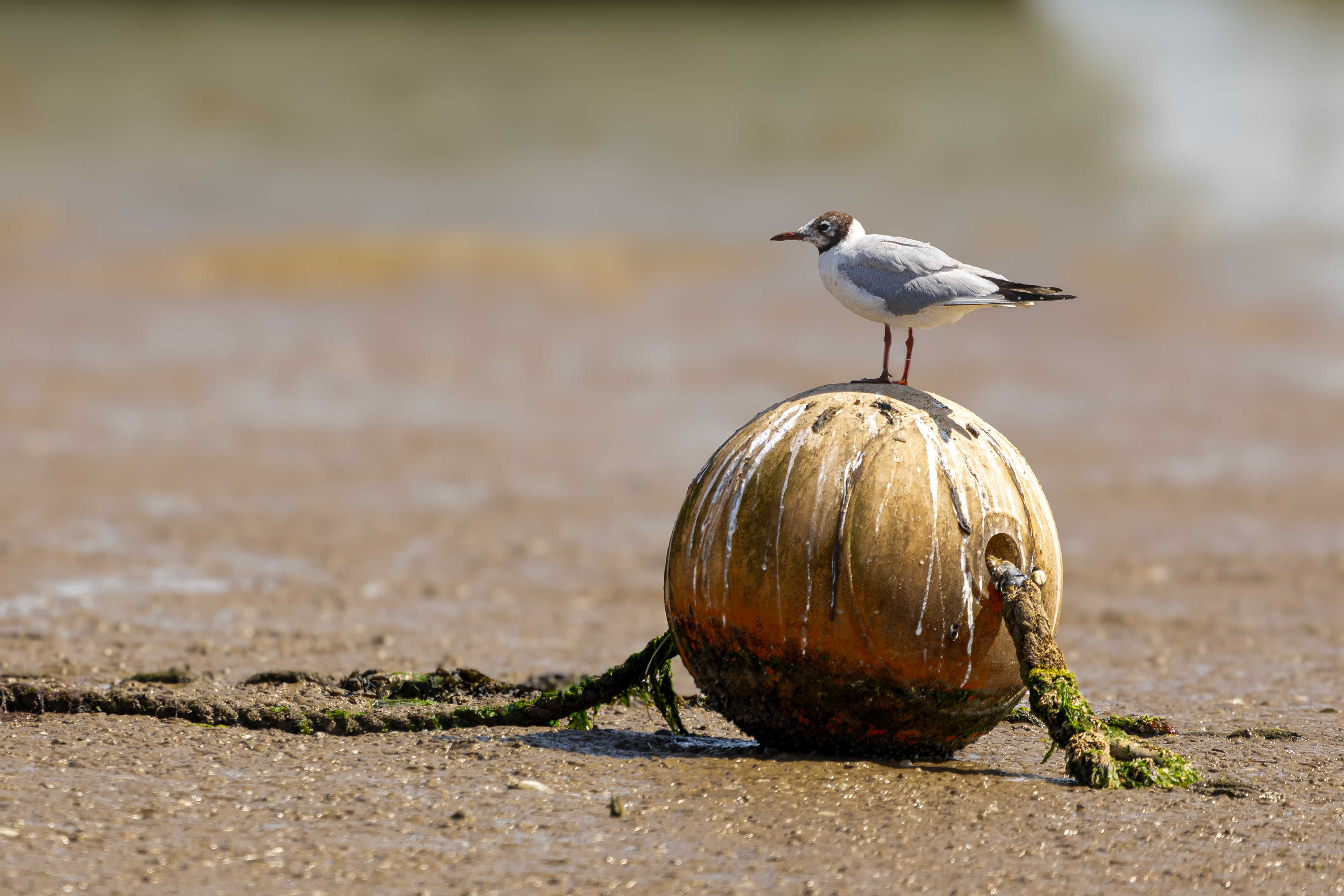 Mediterranean Gull on a Buoy Woodbridge