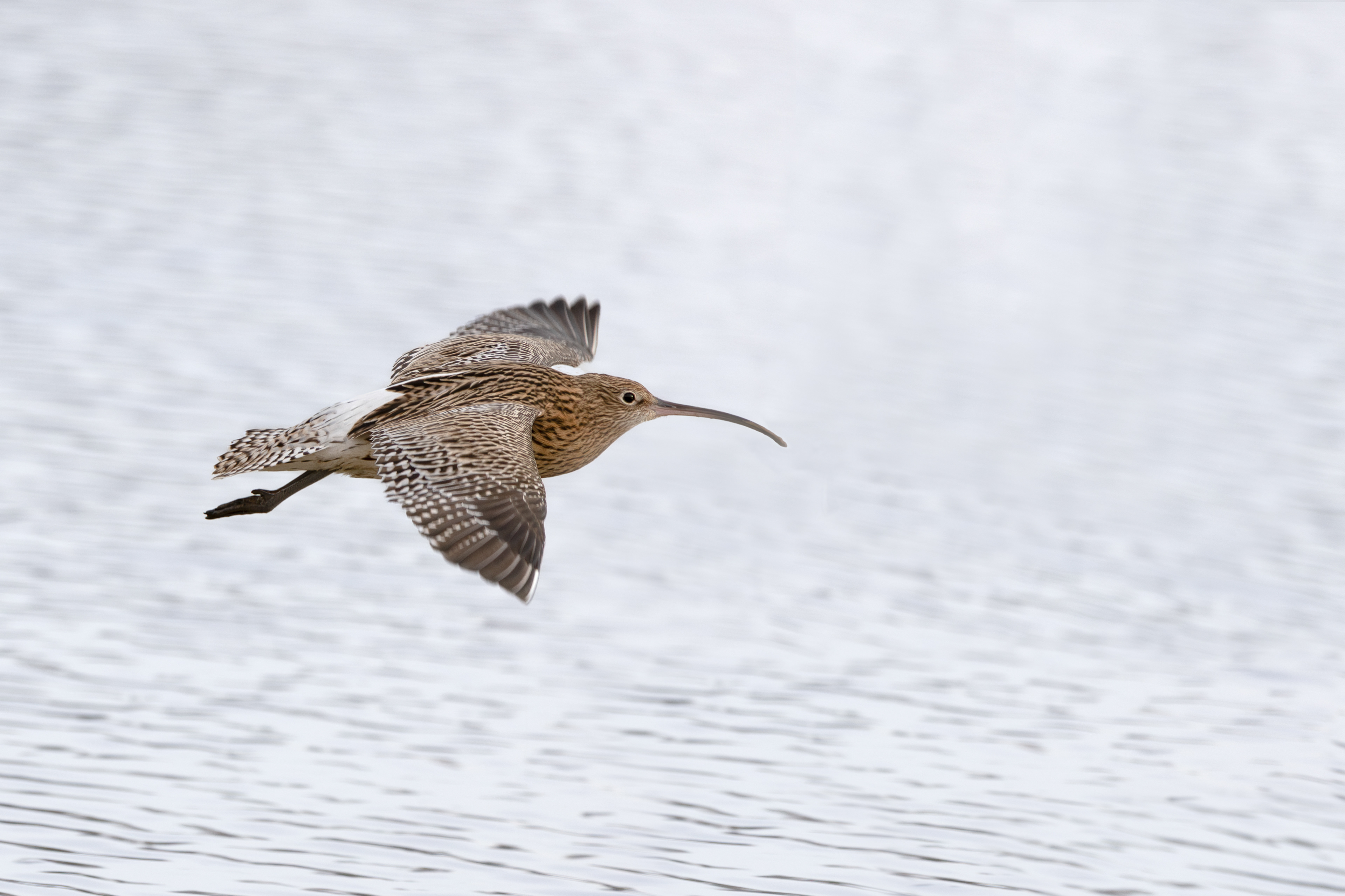 Curlew In Flight