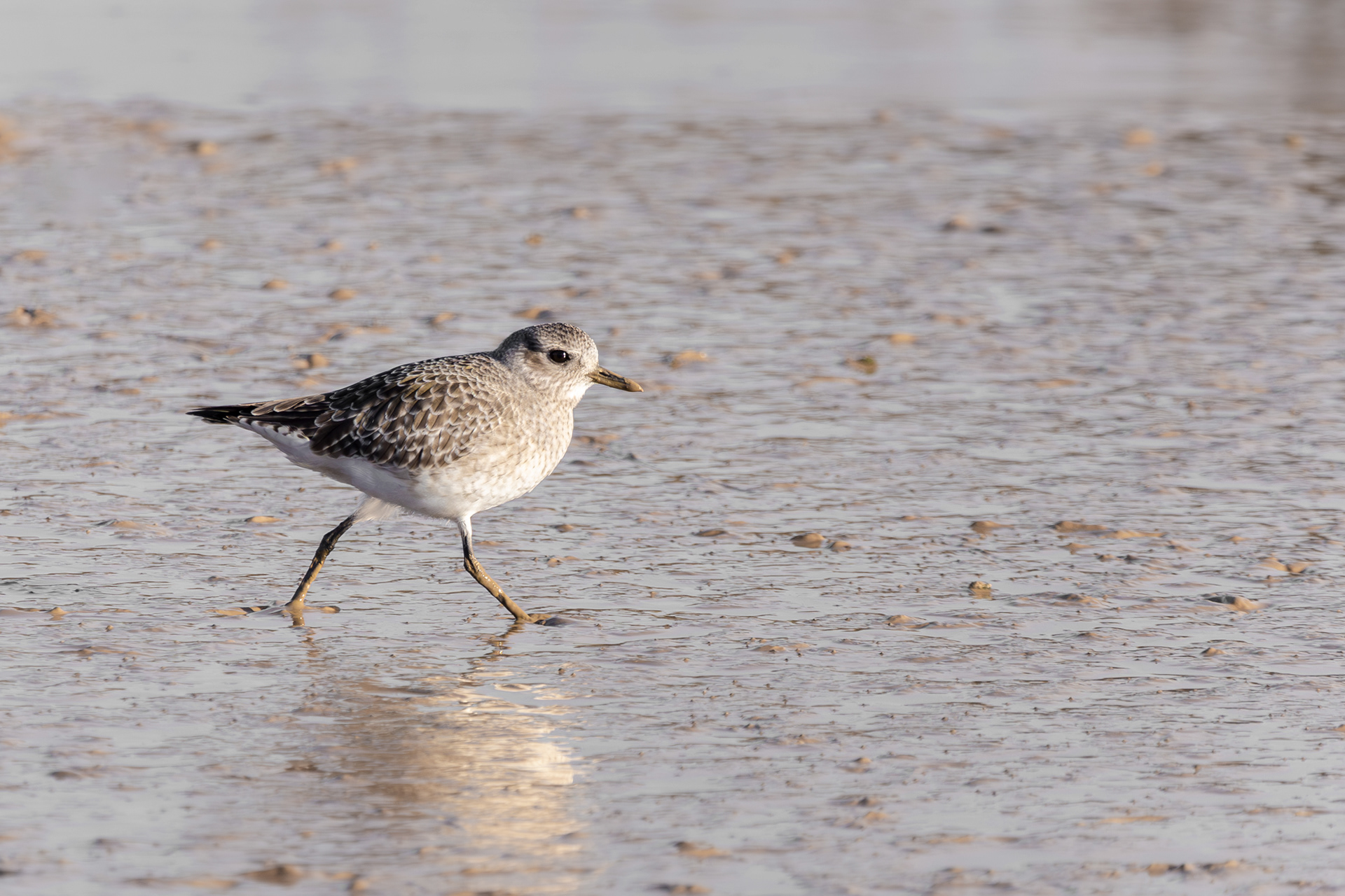 Grey Plover Waldringfield