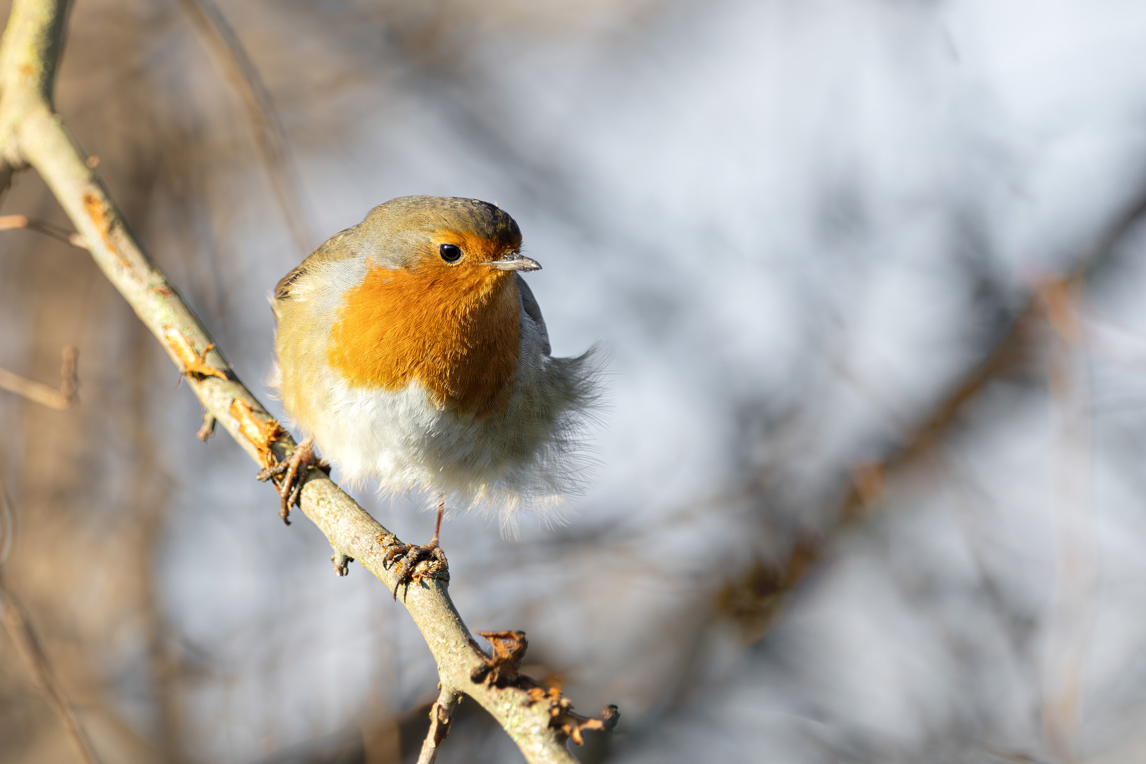Robin In The Wind