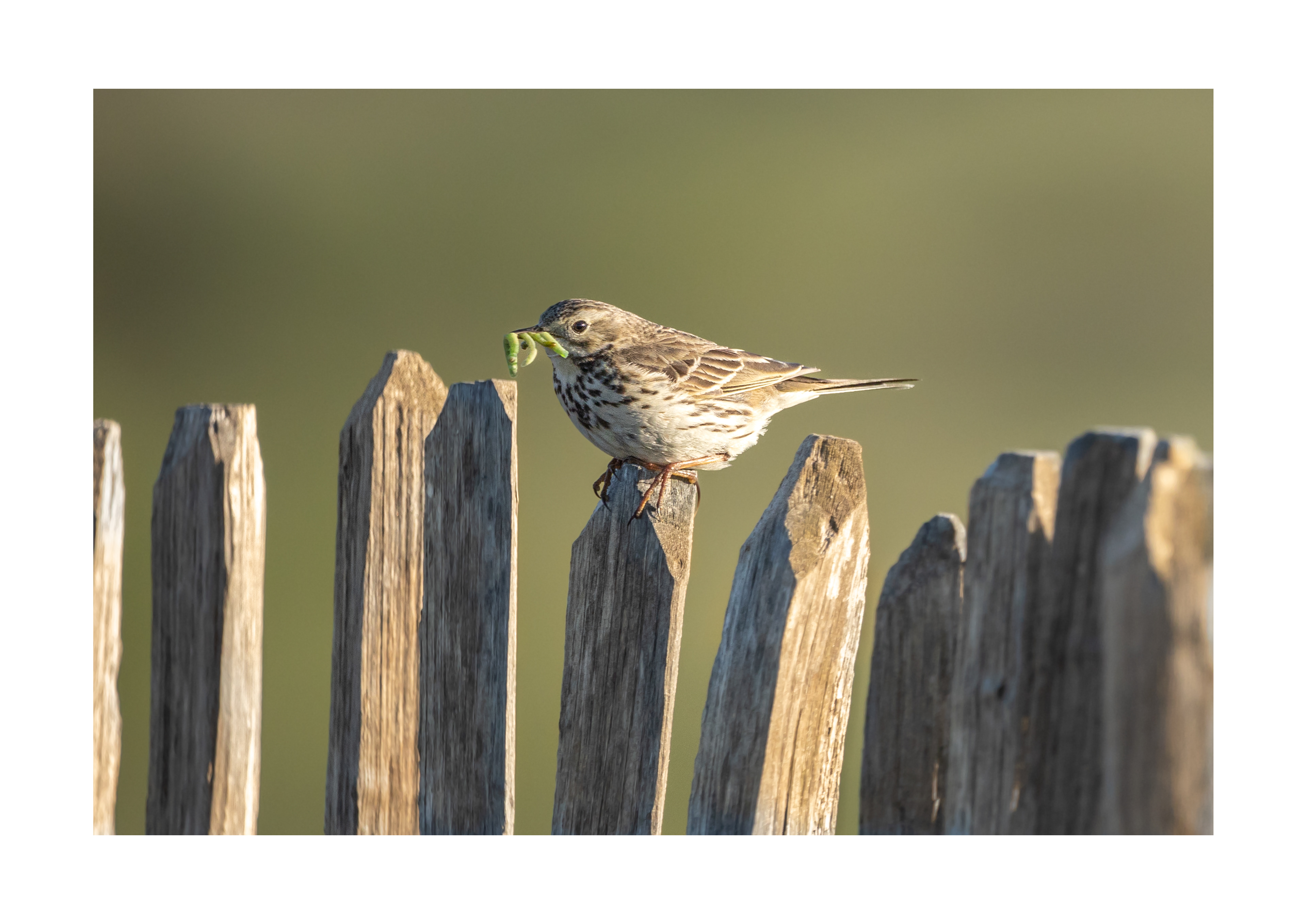 Meadow Pipit Feeding
