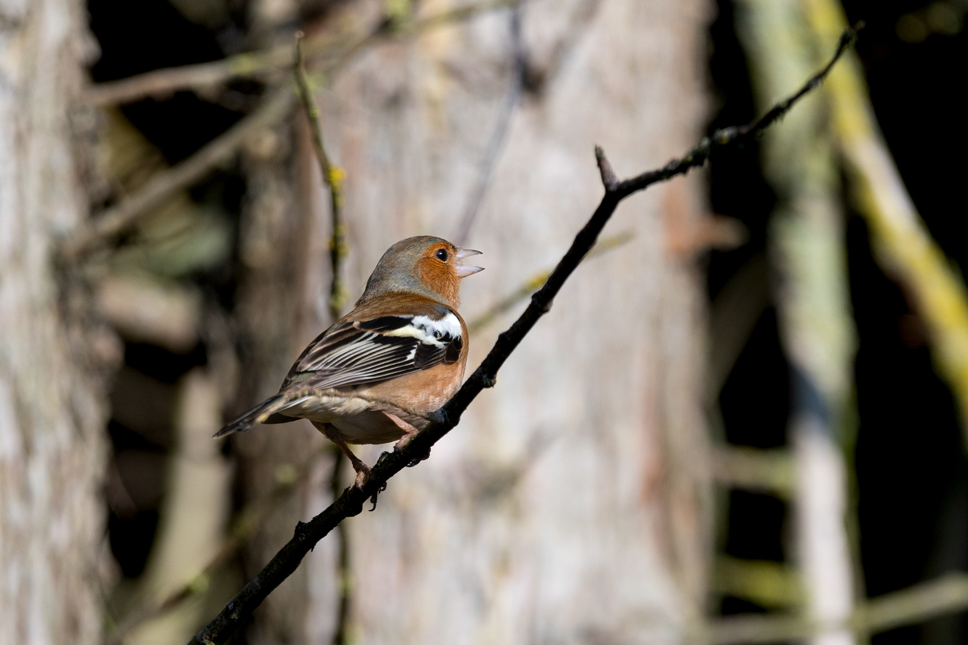 Chaffinch