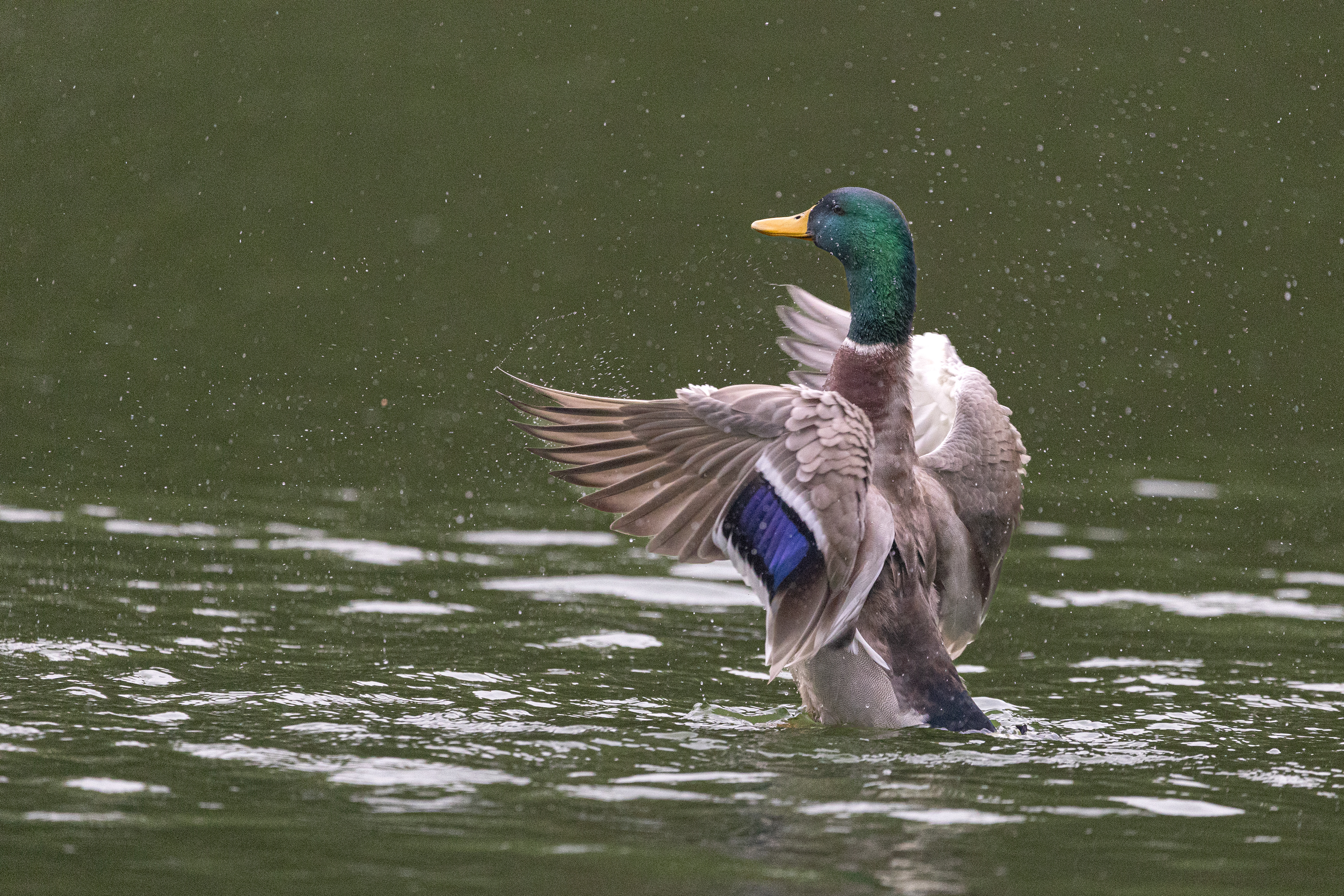 Mallard Flapping