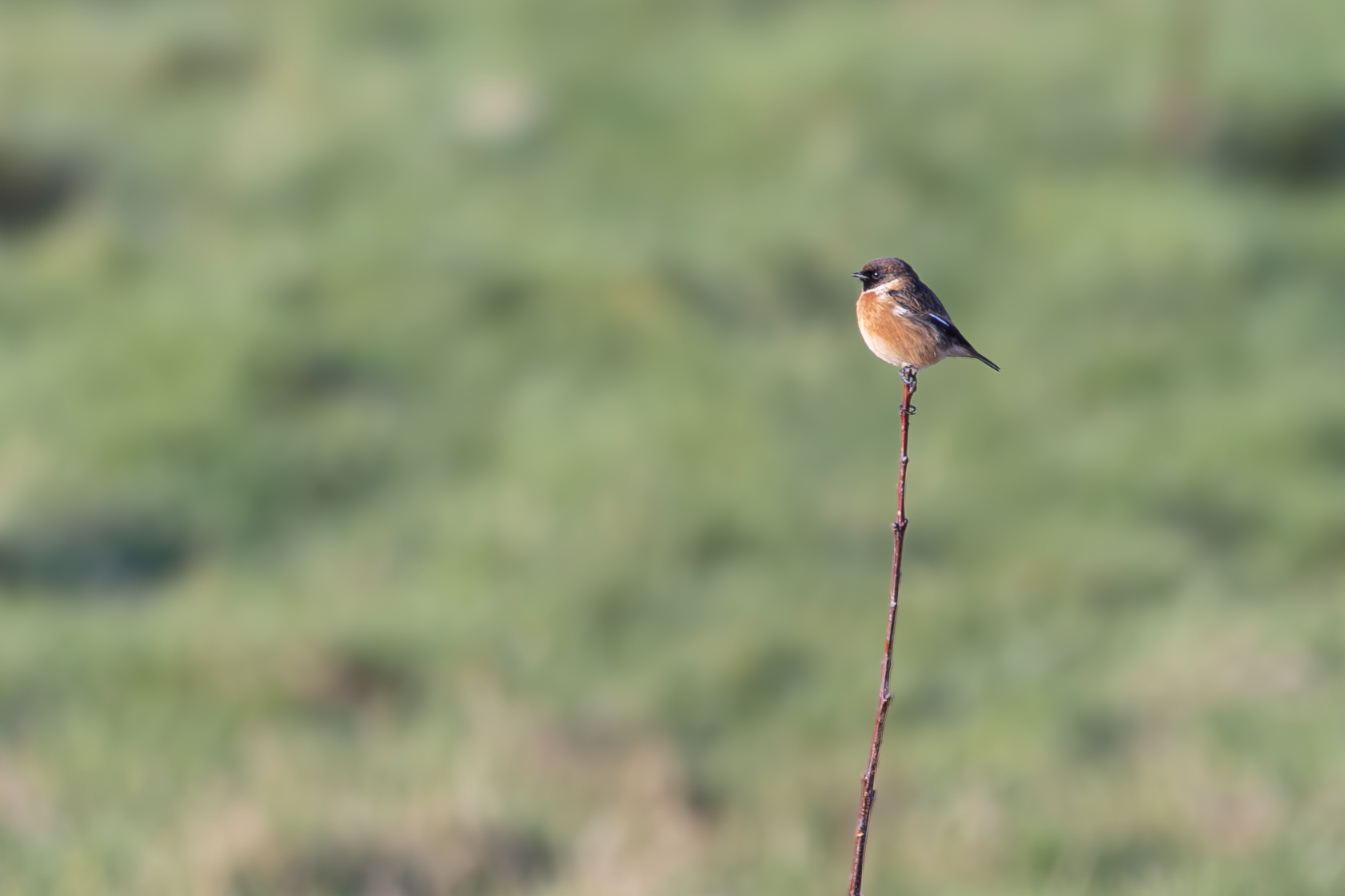 Stonechat (male) On A Stick Waldringfield