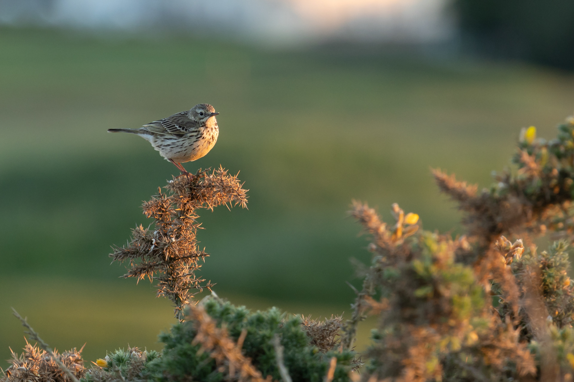 Meadow Pipit