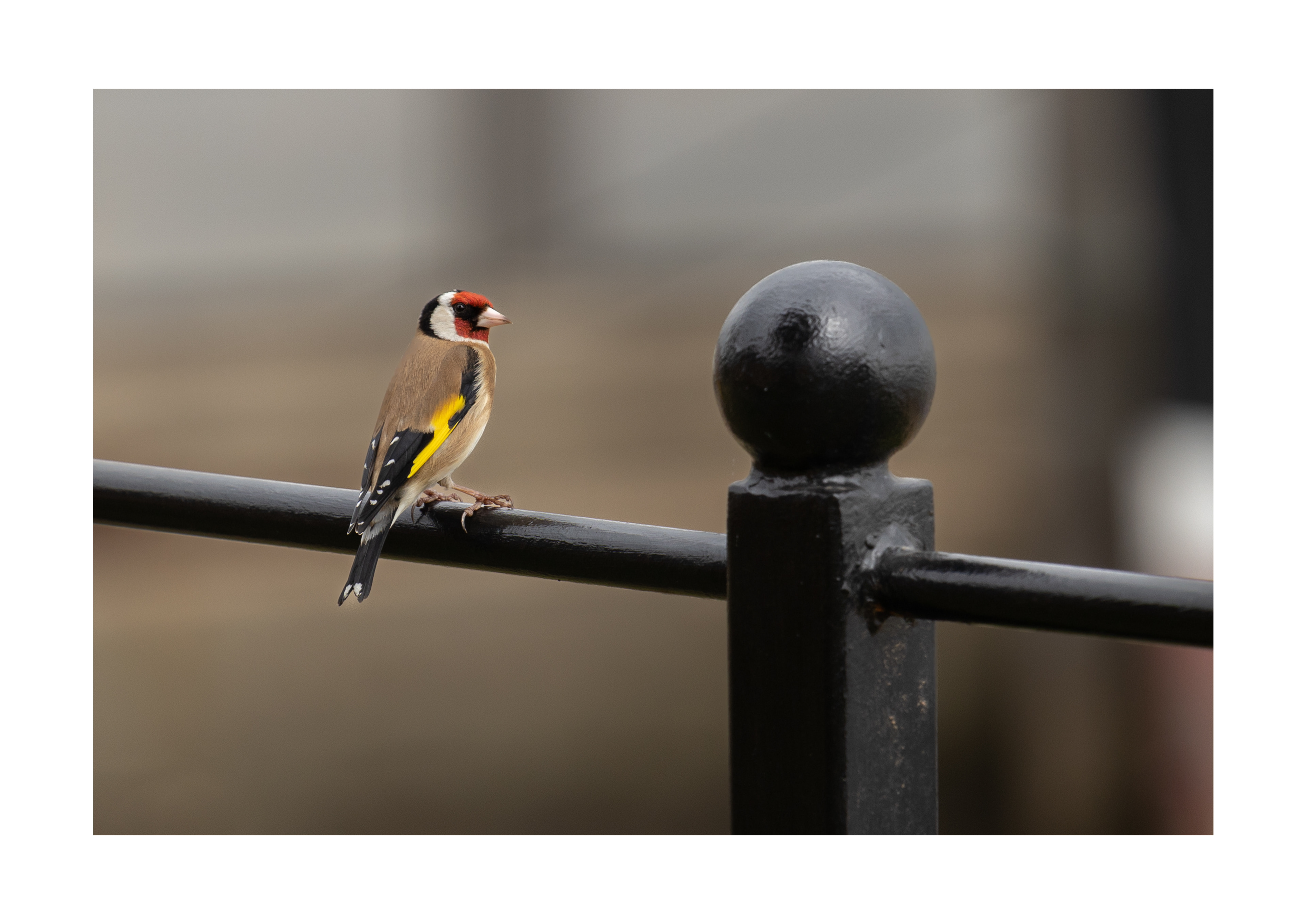Goldfinch At The Maybush