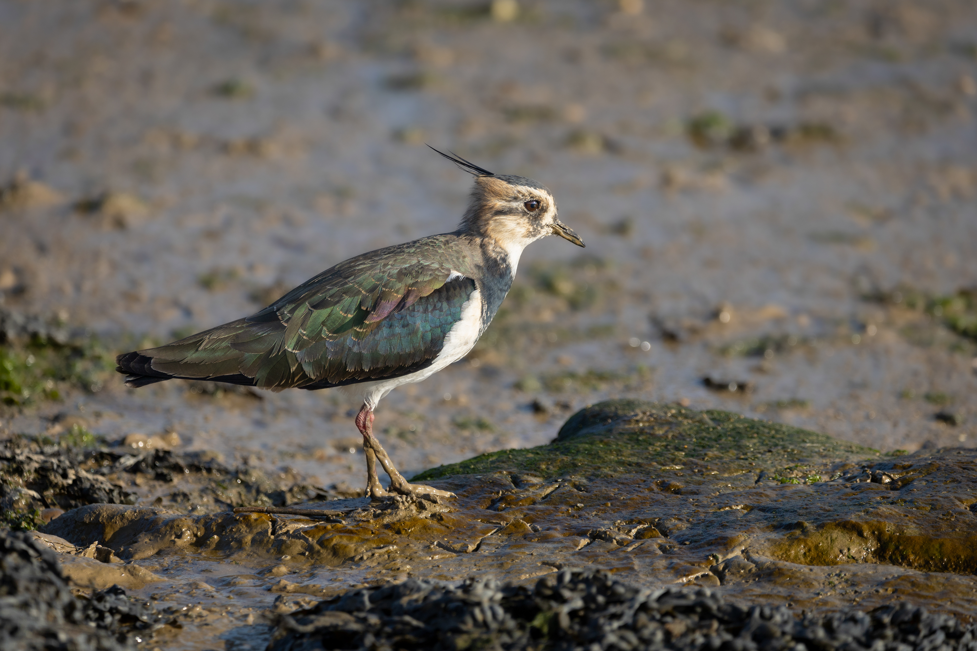 Lapwing Woodbridge