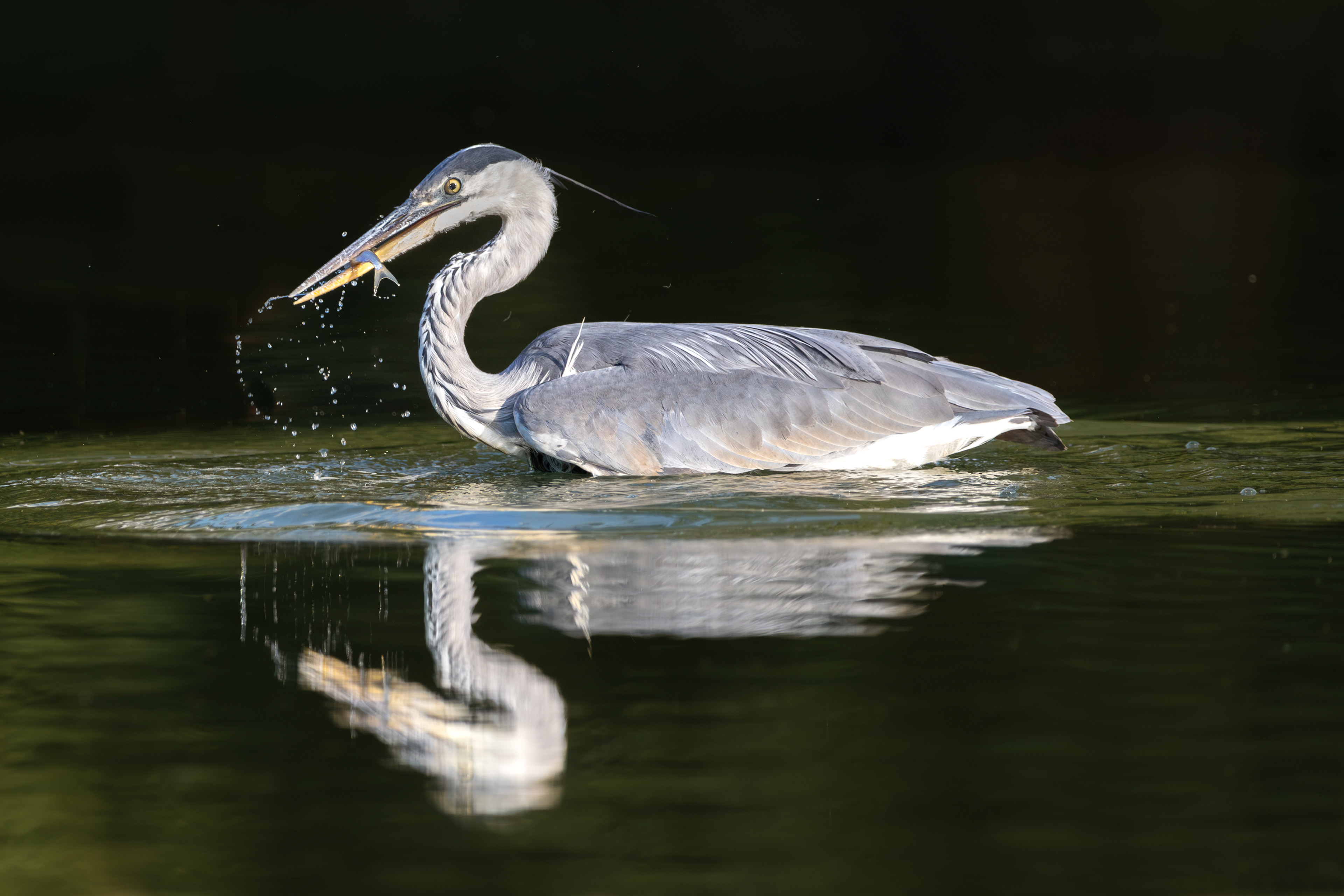 Feeding Heron