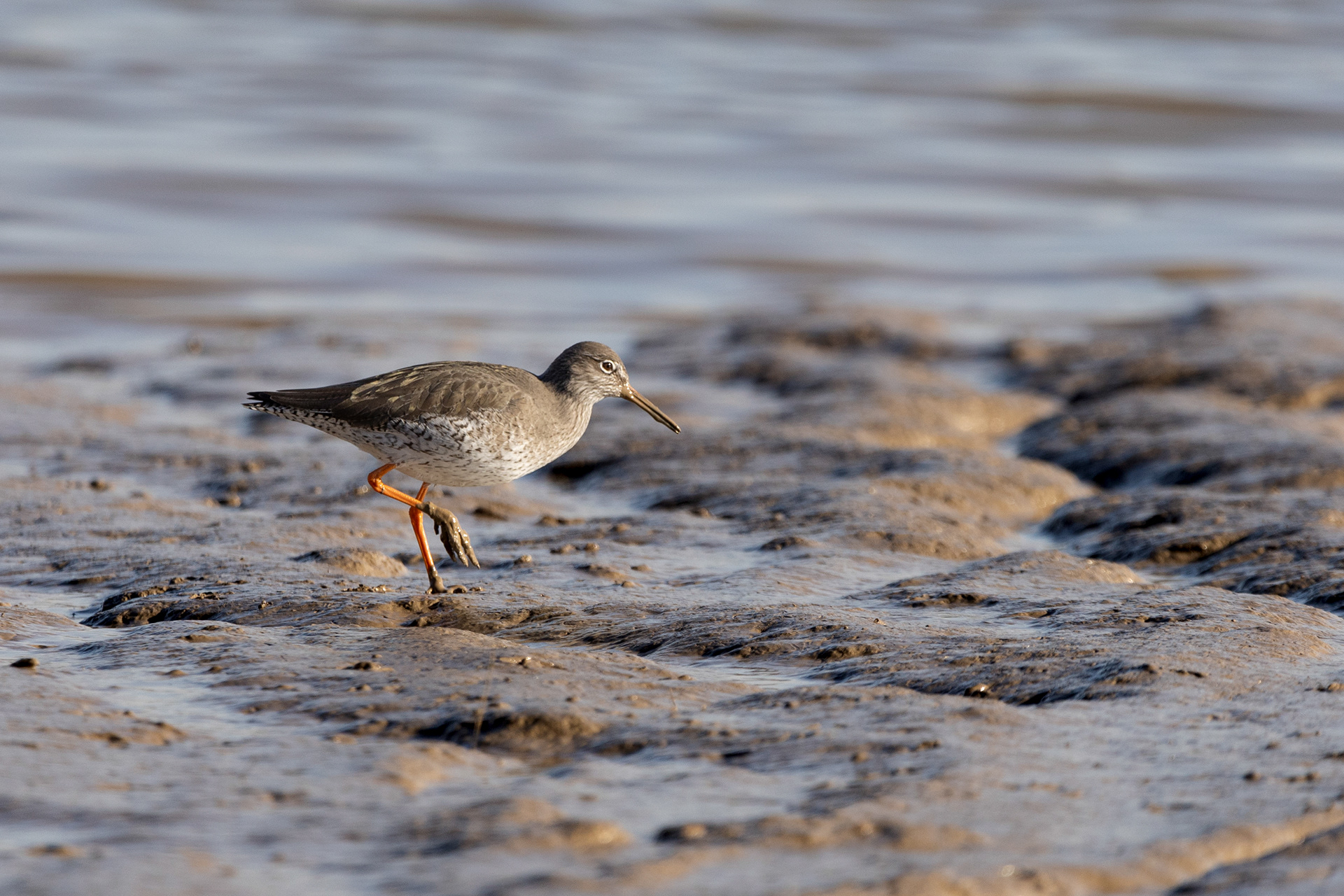 Redshank