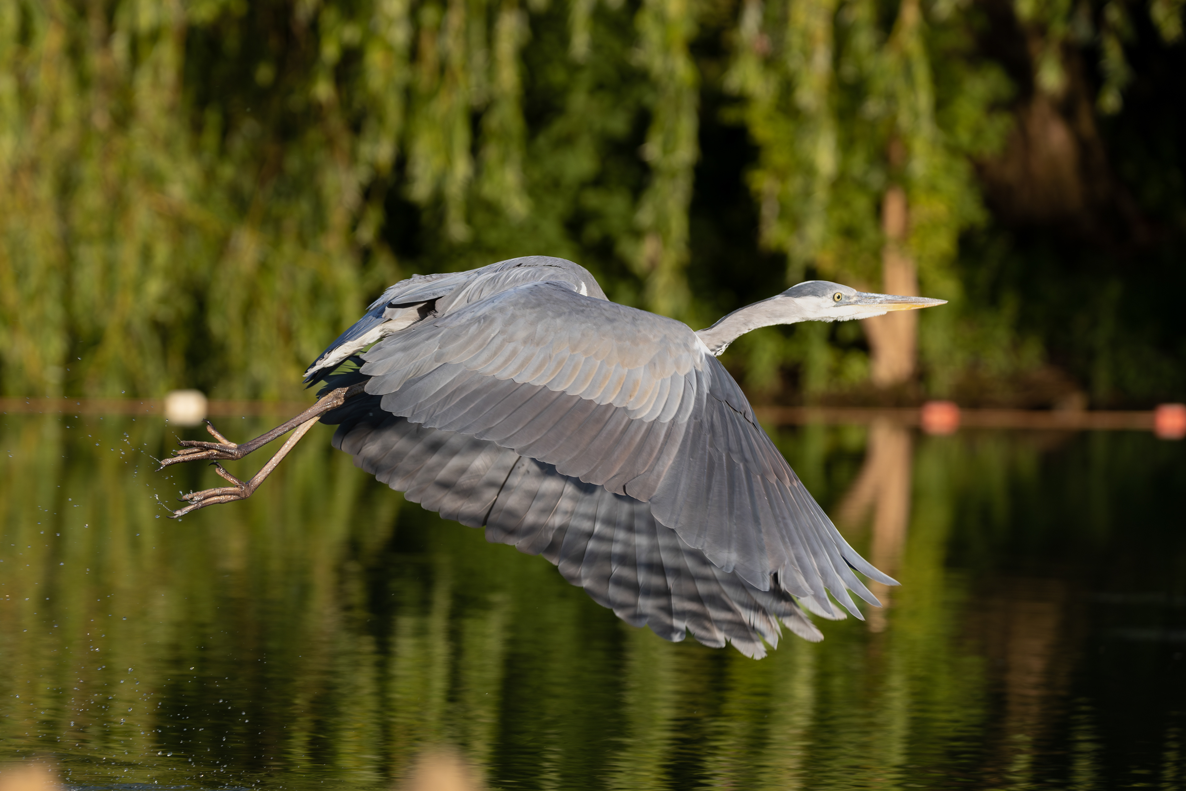 Flying Heron