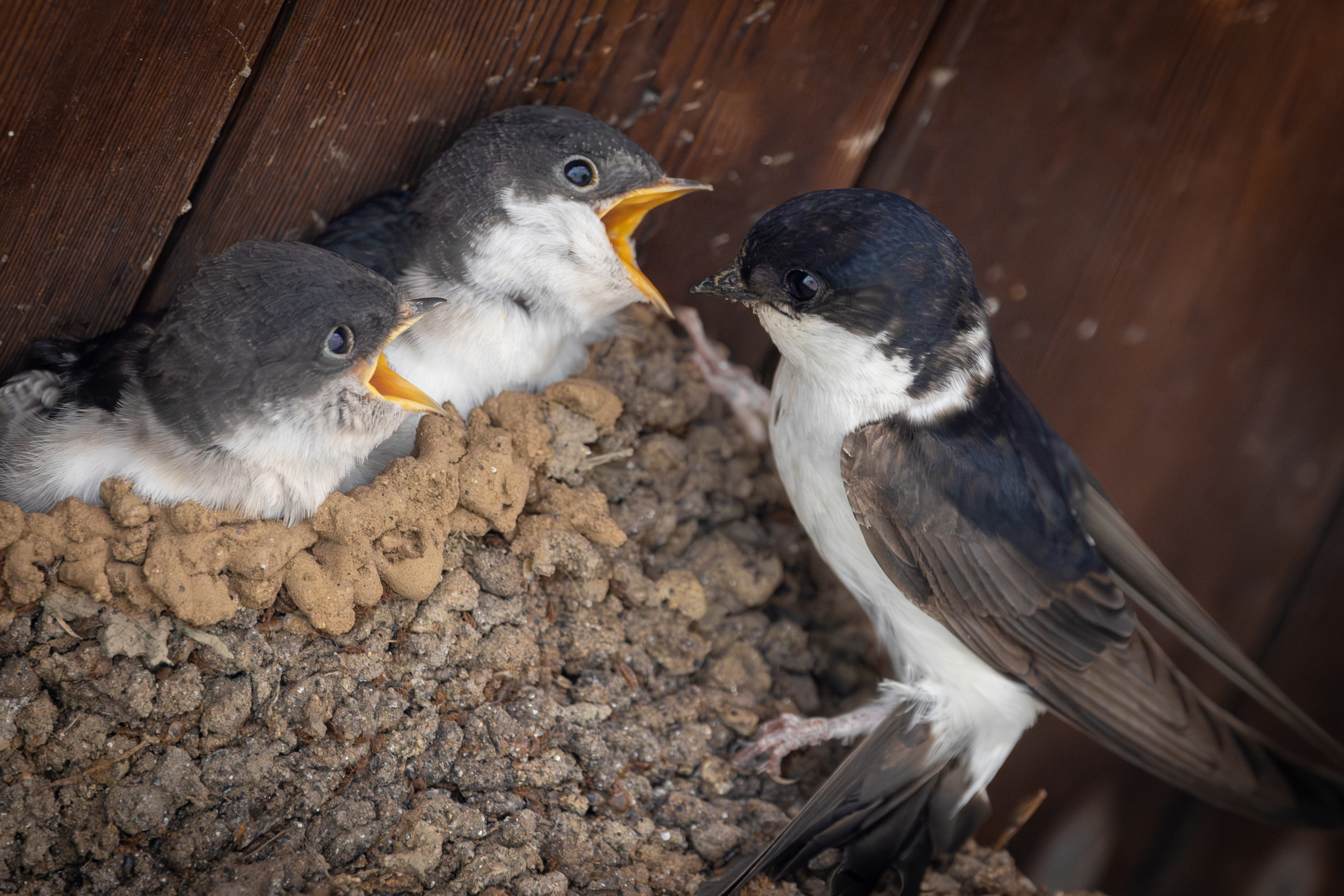 House Martins' Nest