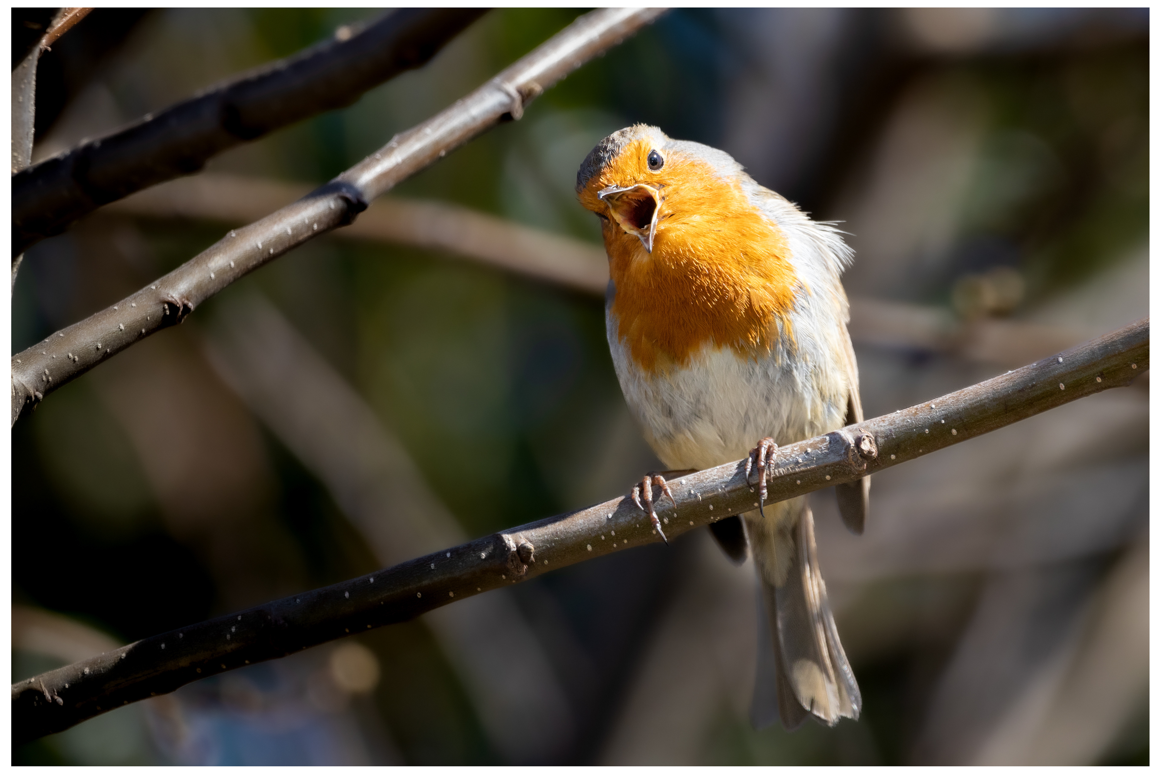 Singing Robin