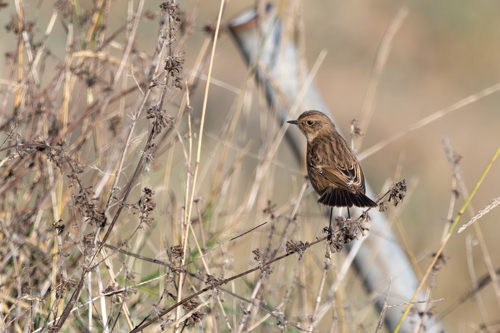 Stonechat Waldringfield