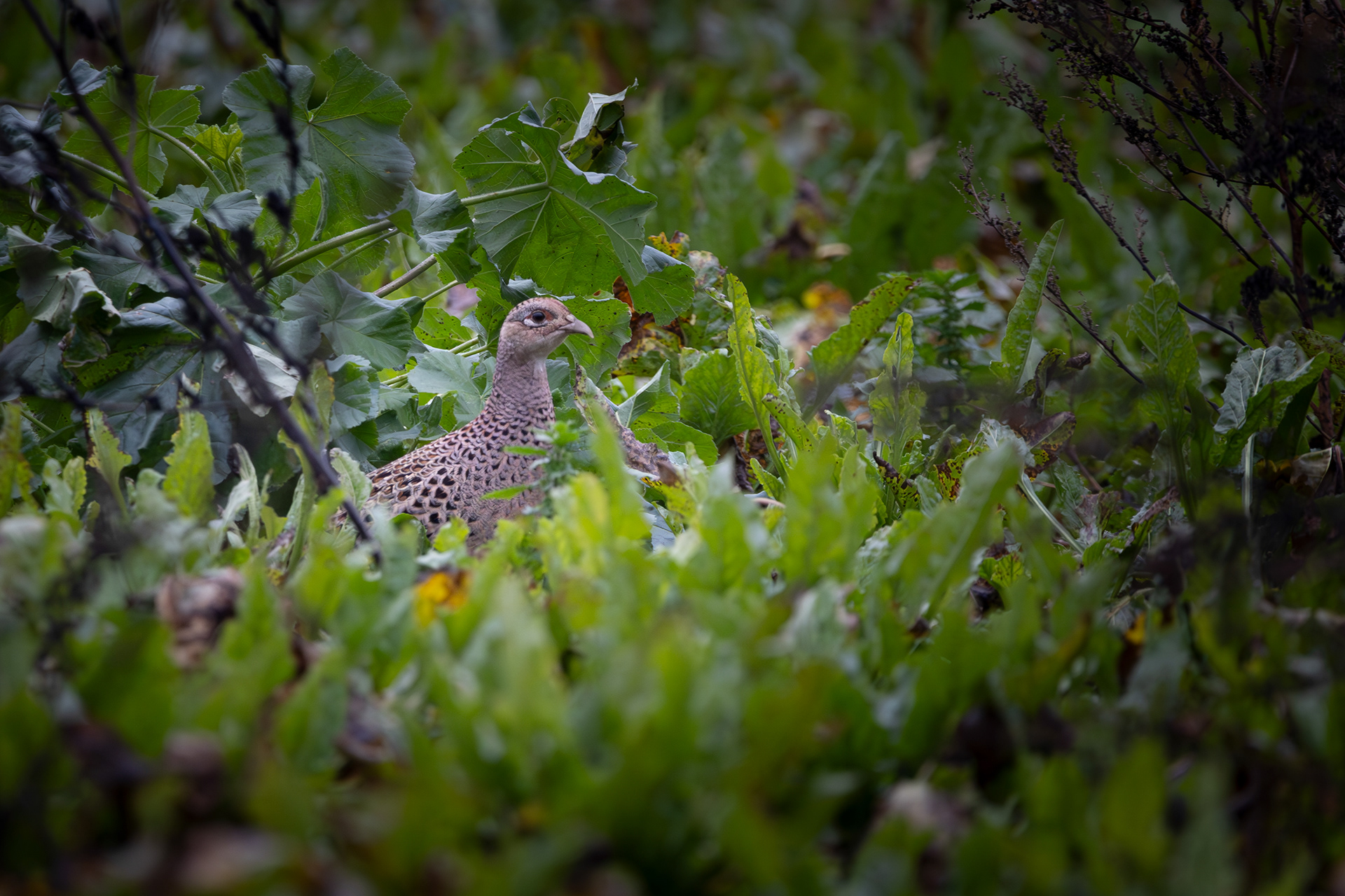 Female Pheasant Waldringfield
