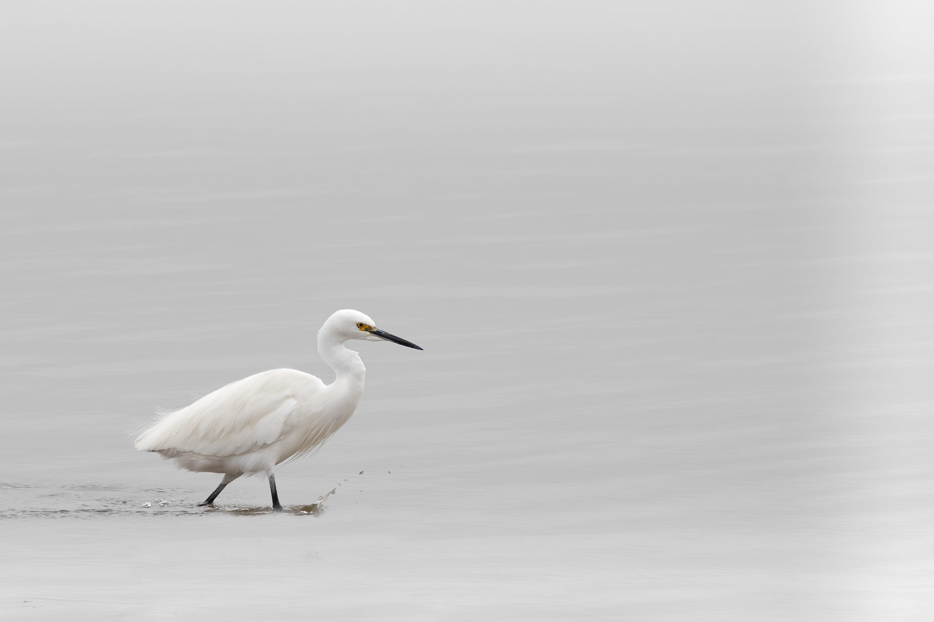 Little Egret
