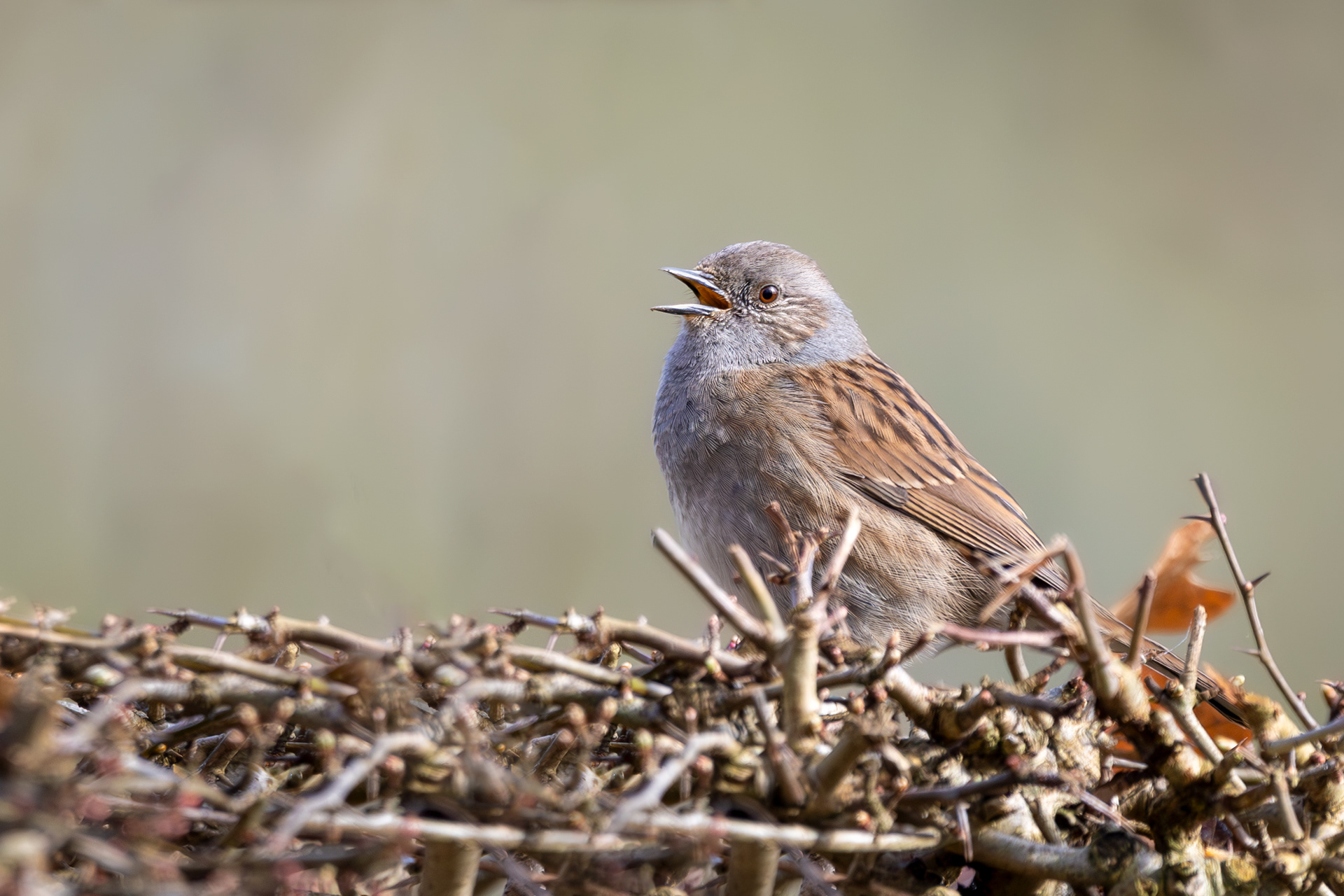 Singing Dunnock