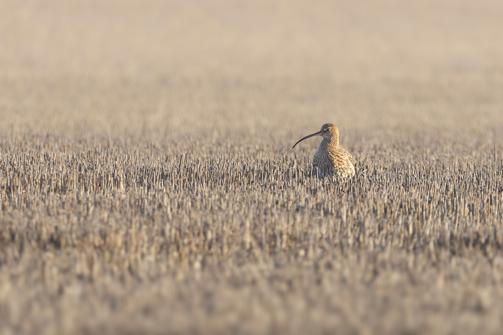 Curlew Waldringhfield