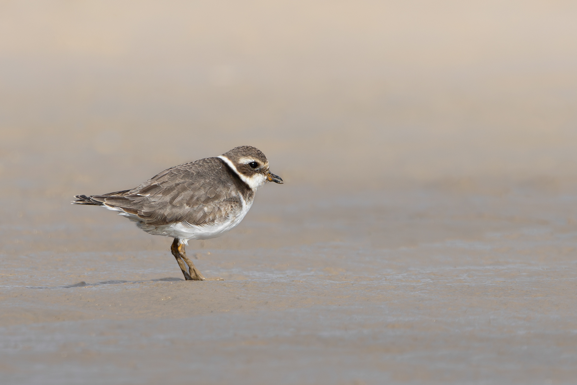 Ringed Plover