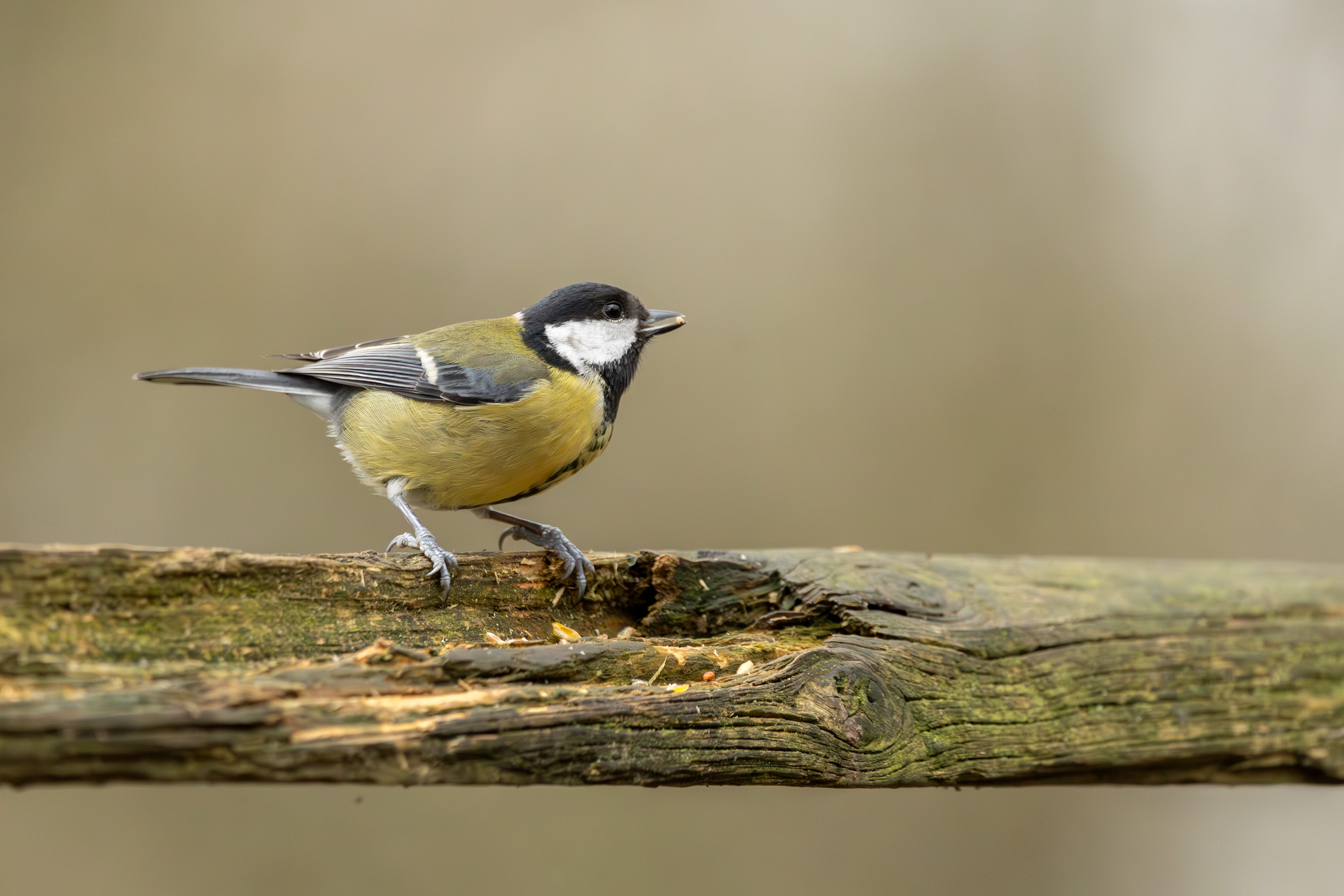 Great Tit