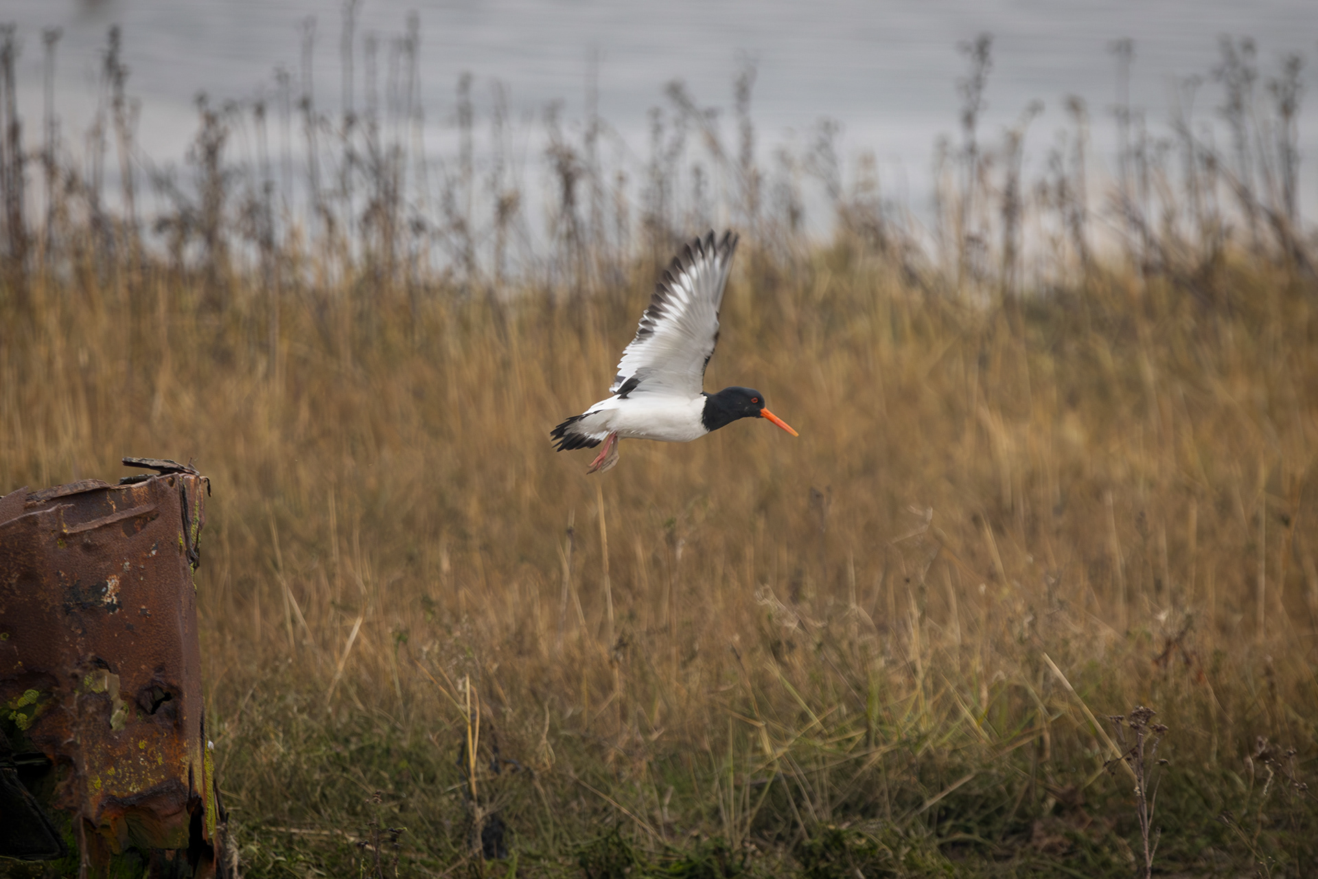 Oyster Catcher