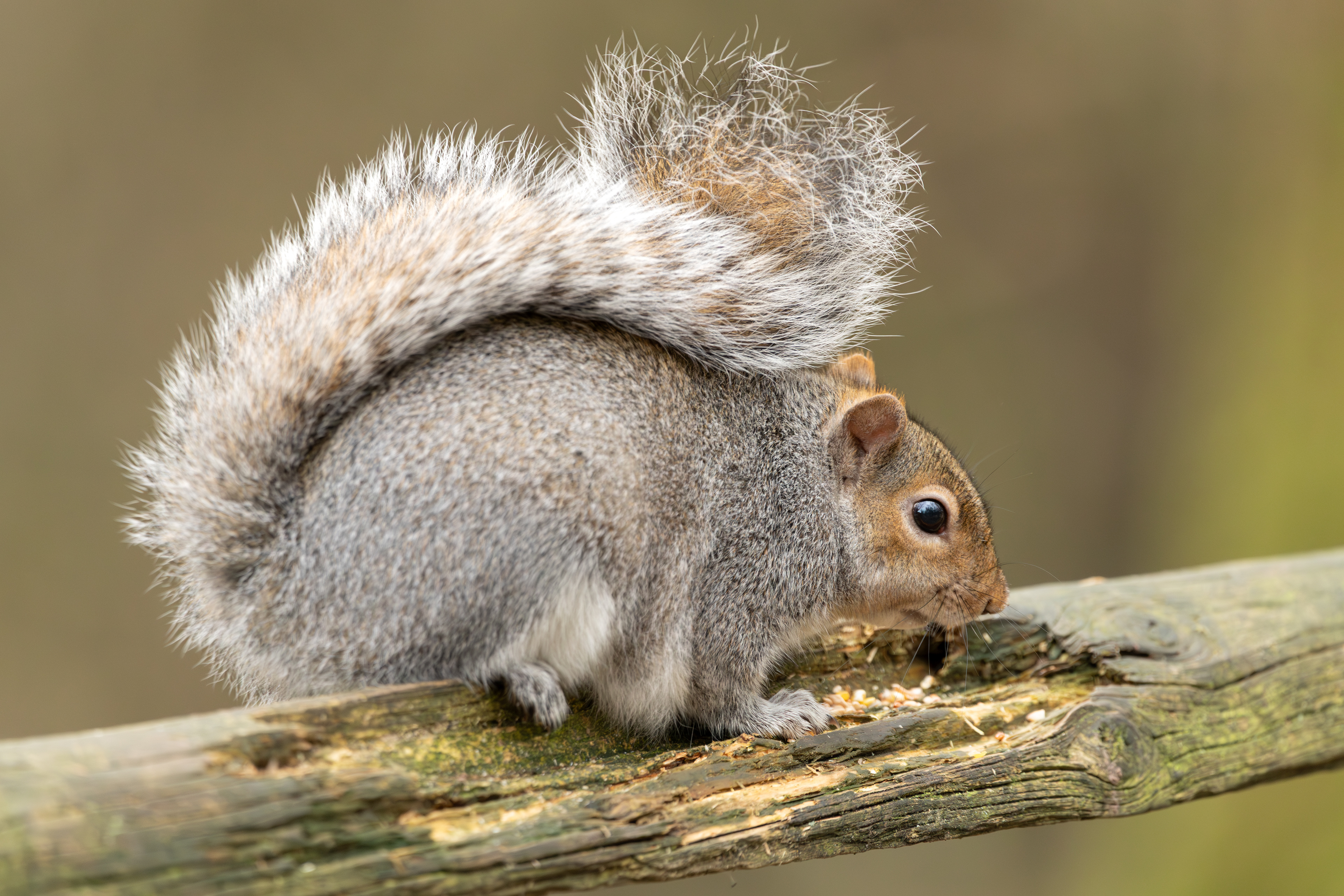 Squirrel