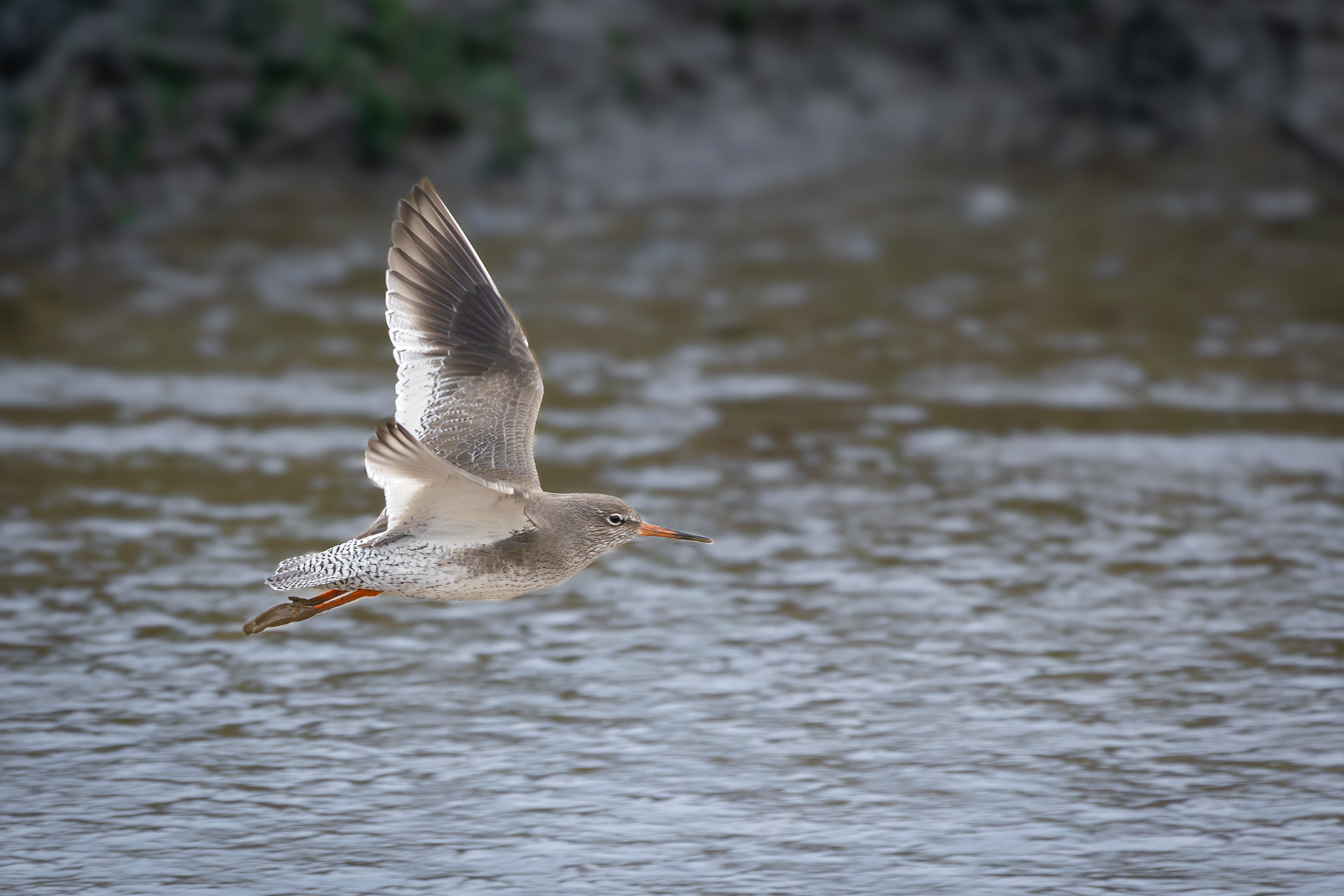 Redshank In Flight