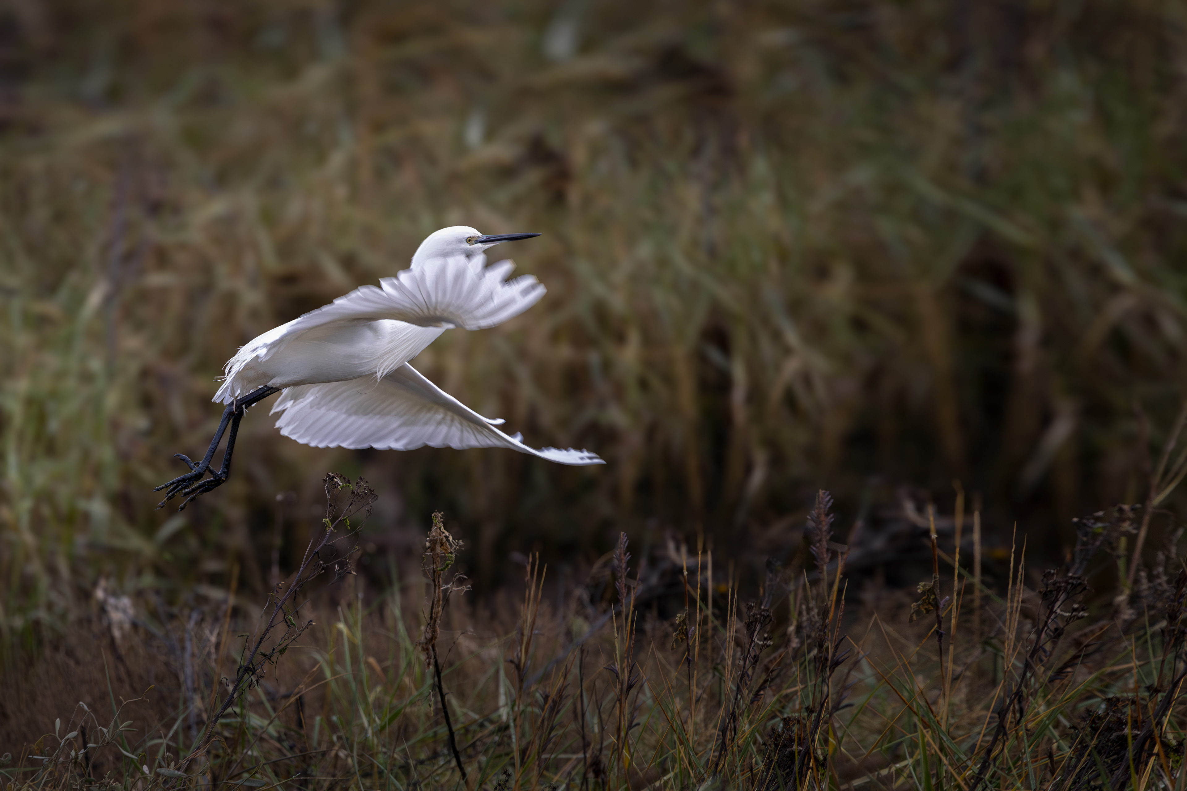 Little Egret Take Off With Muddy Feet in Waldringfield