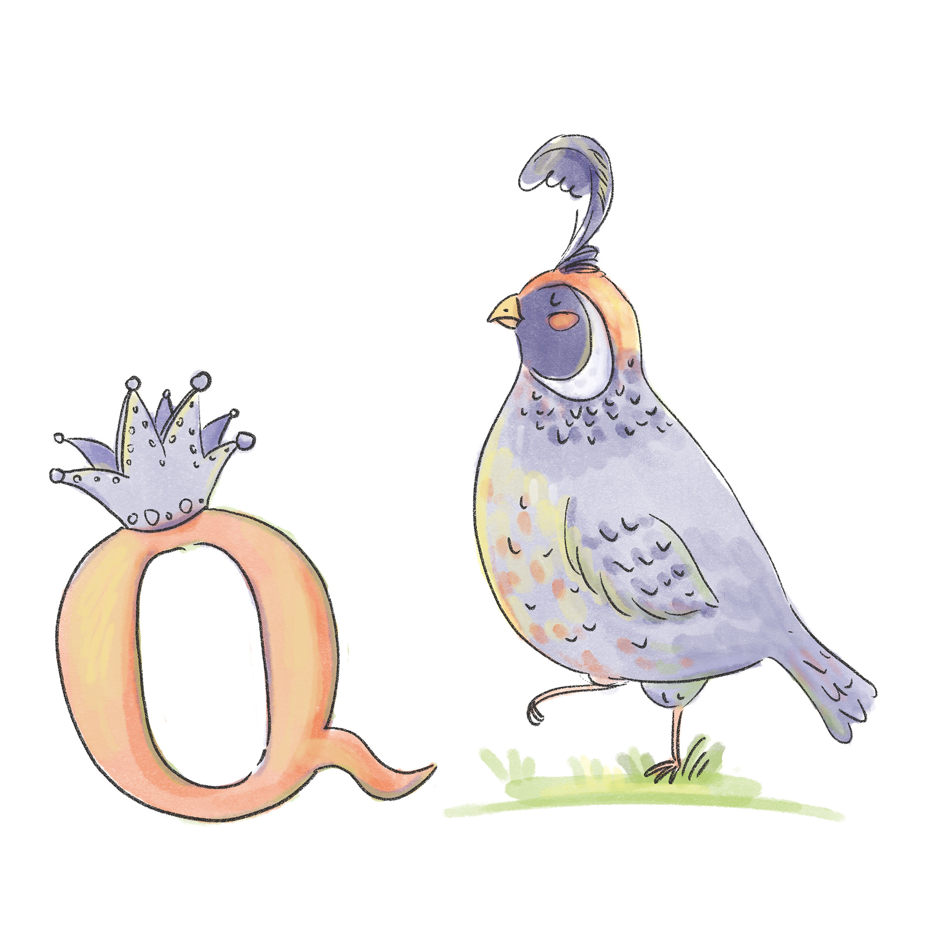 Q - queen, quail