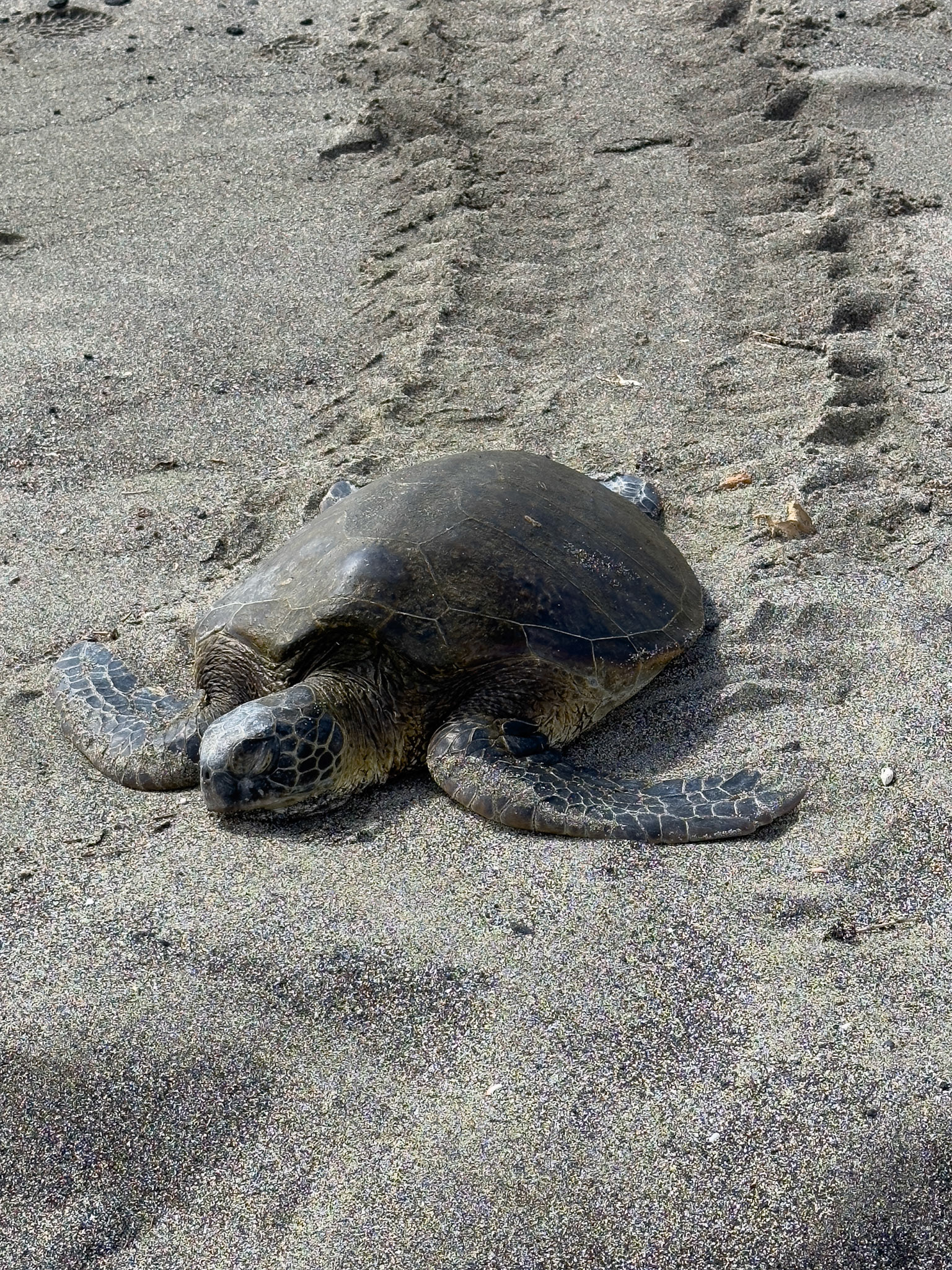 Green Turtle